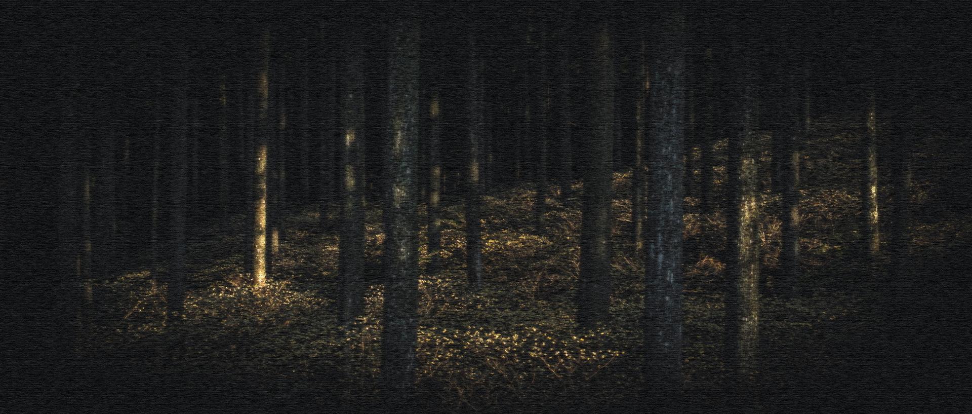 London Photography Awards Winner - glowing forest