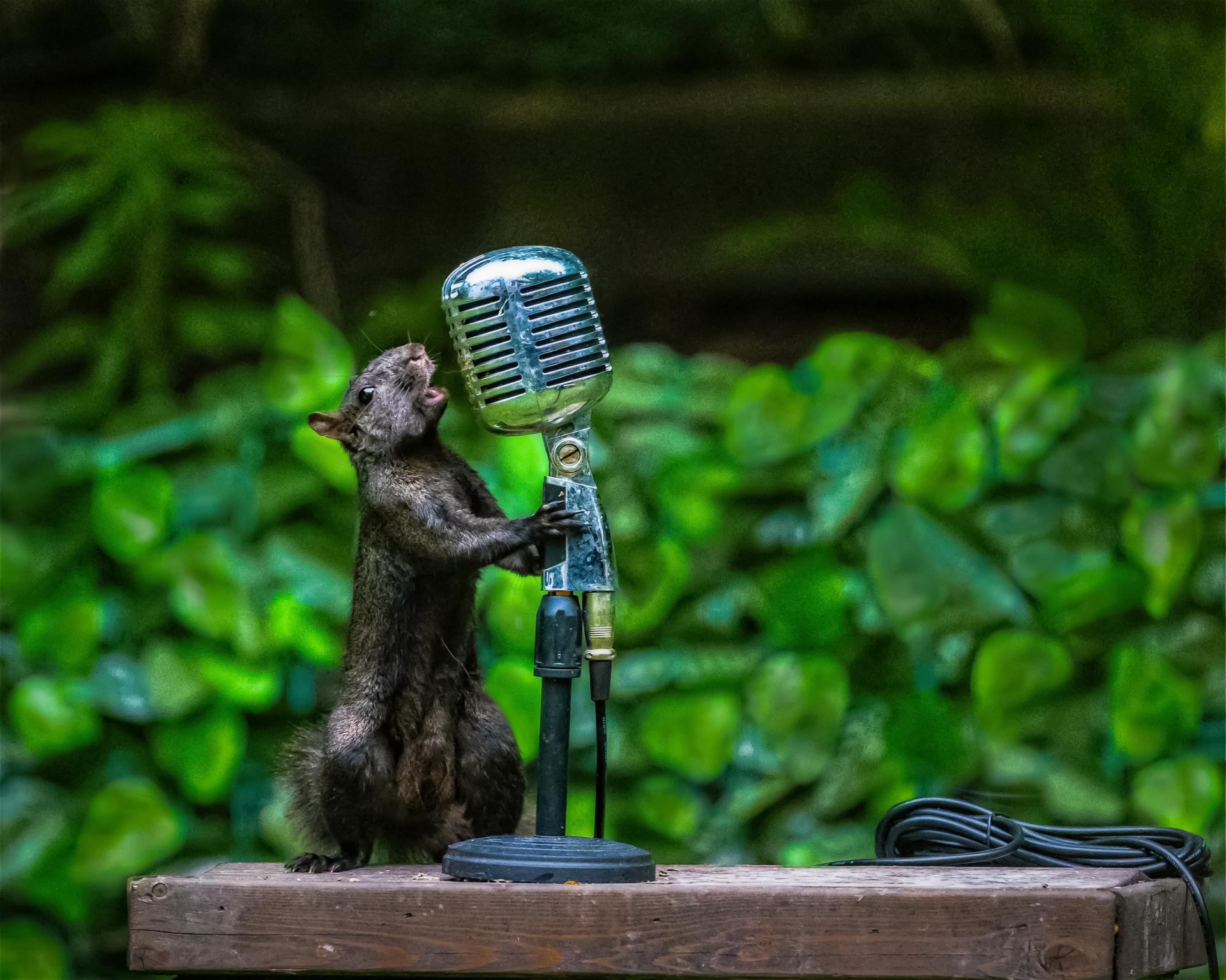 London Photography Awards Winner - singing the blues