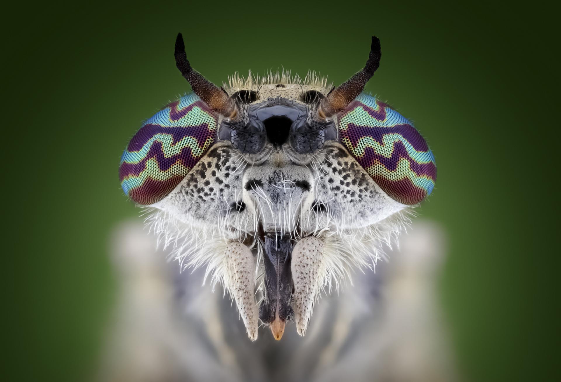 London Photography Awards Winner - The Beauty of Insects