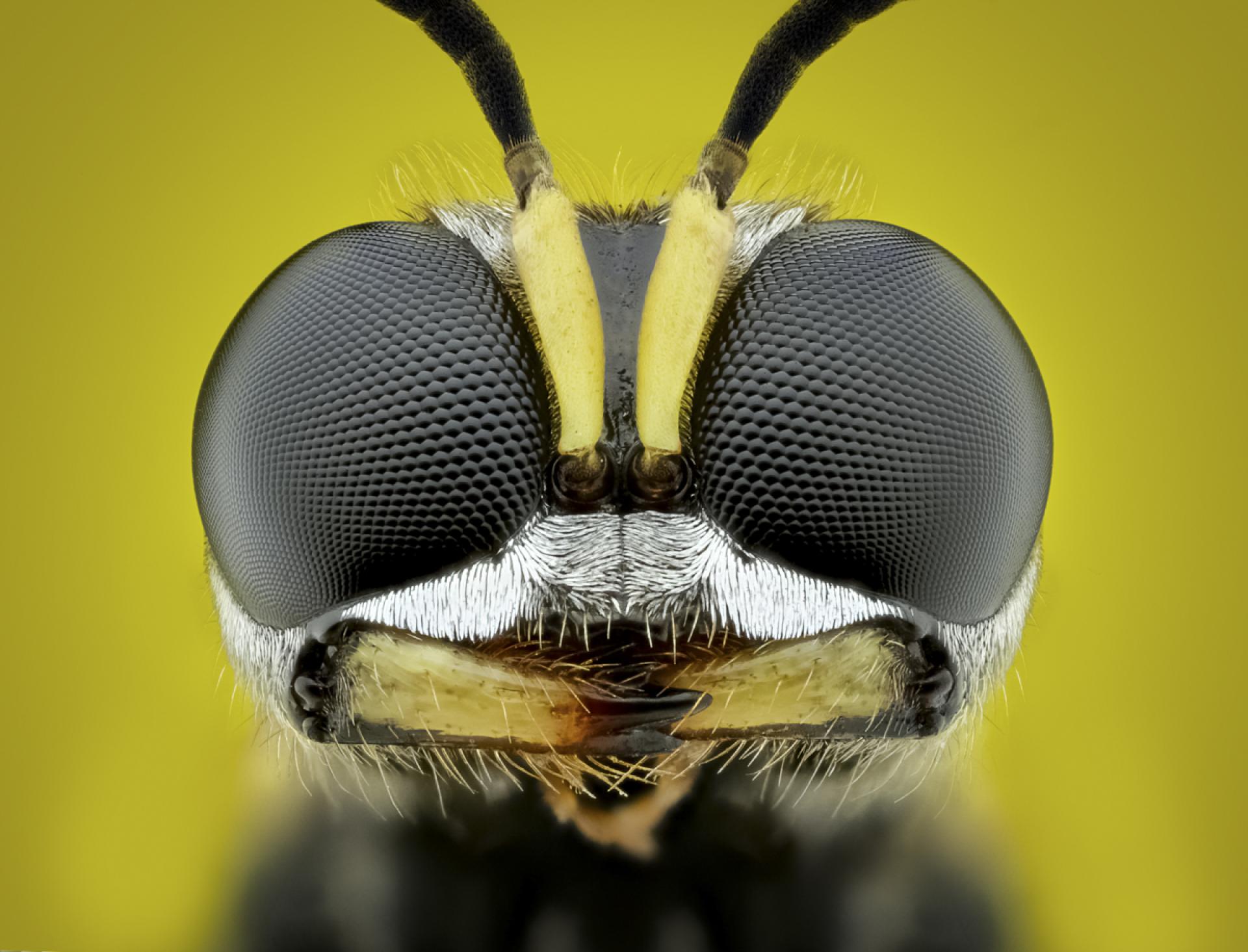 London Photography Awards Winner - The Beauty of Insects