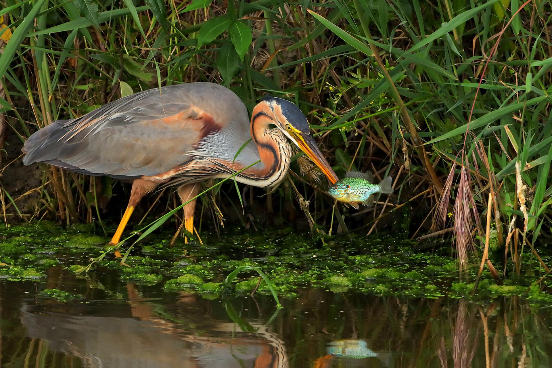 London Photography Awards Winner - Animals hunting in the wild and more