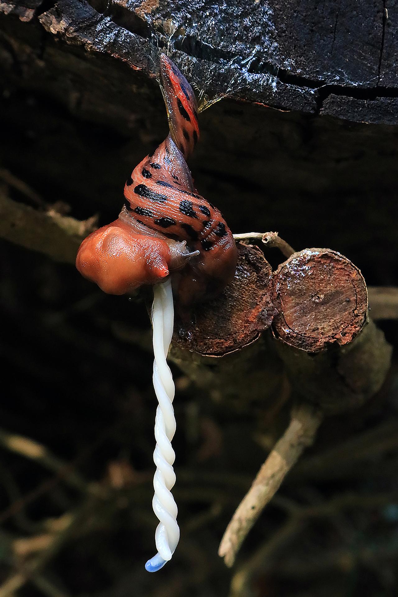 London Photography Awards Winner - Animals hunting in the wild and more