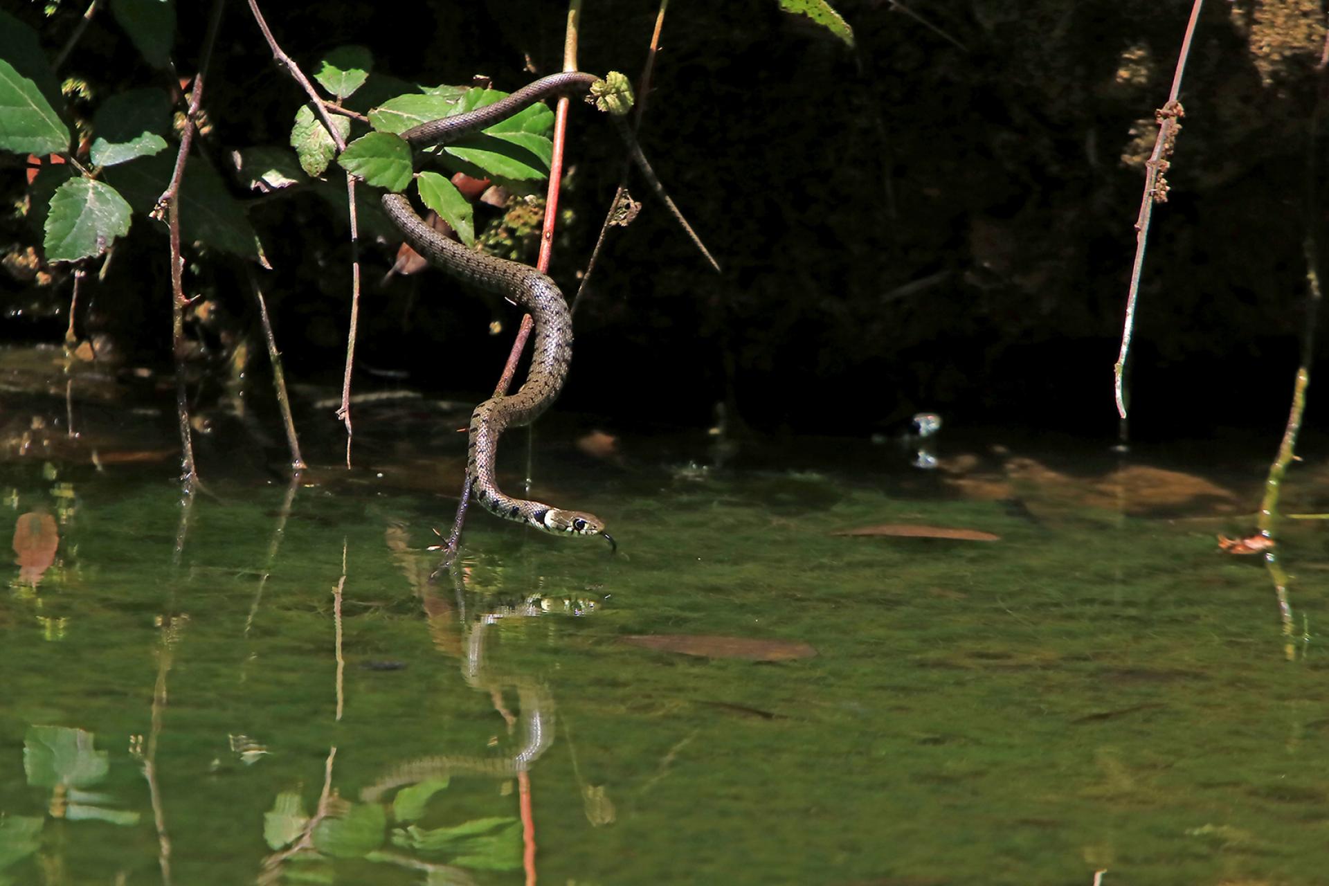 London Photography Awards Winner - Animals hunting in the wild and more