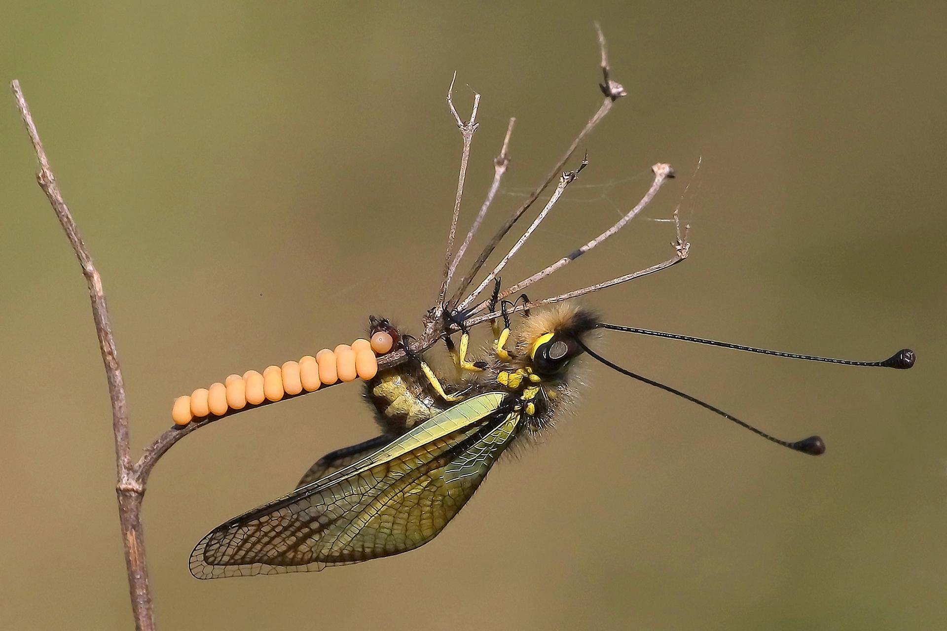 London Photography Awards Winner - Animals hunting in the wild and more