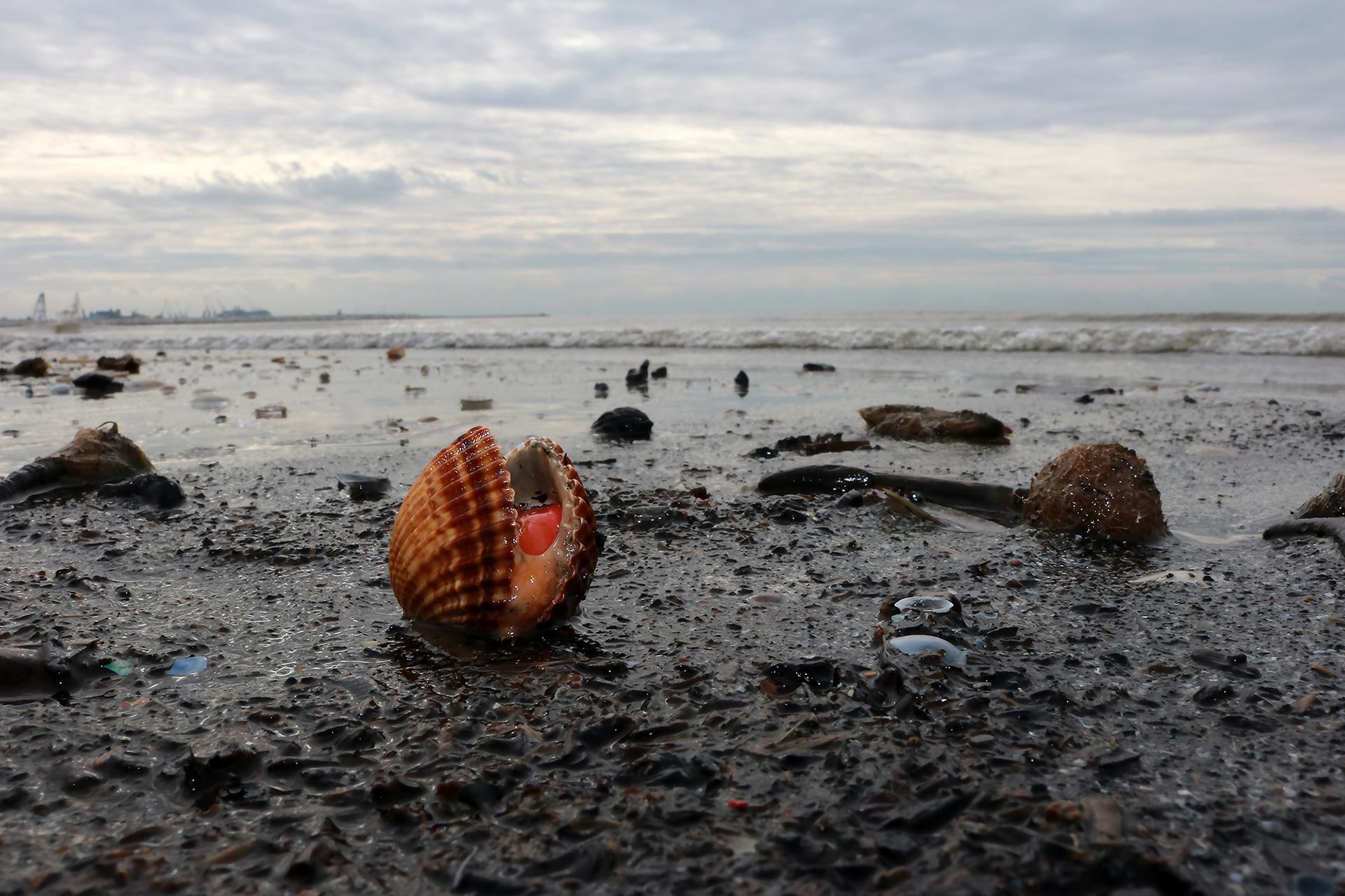 London Photography Awards Winner - Animals hunting in the wild and more