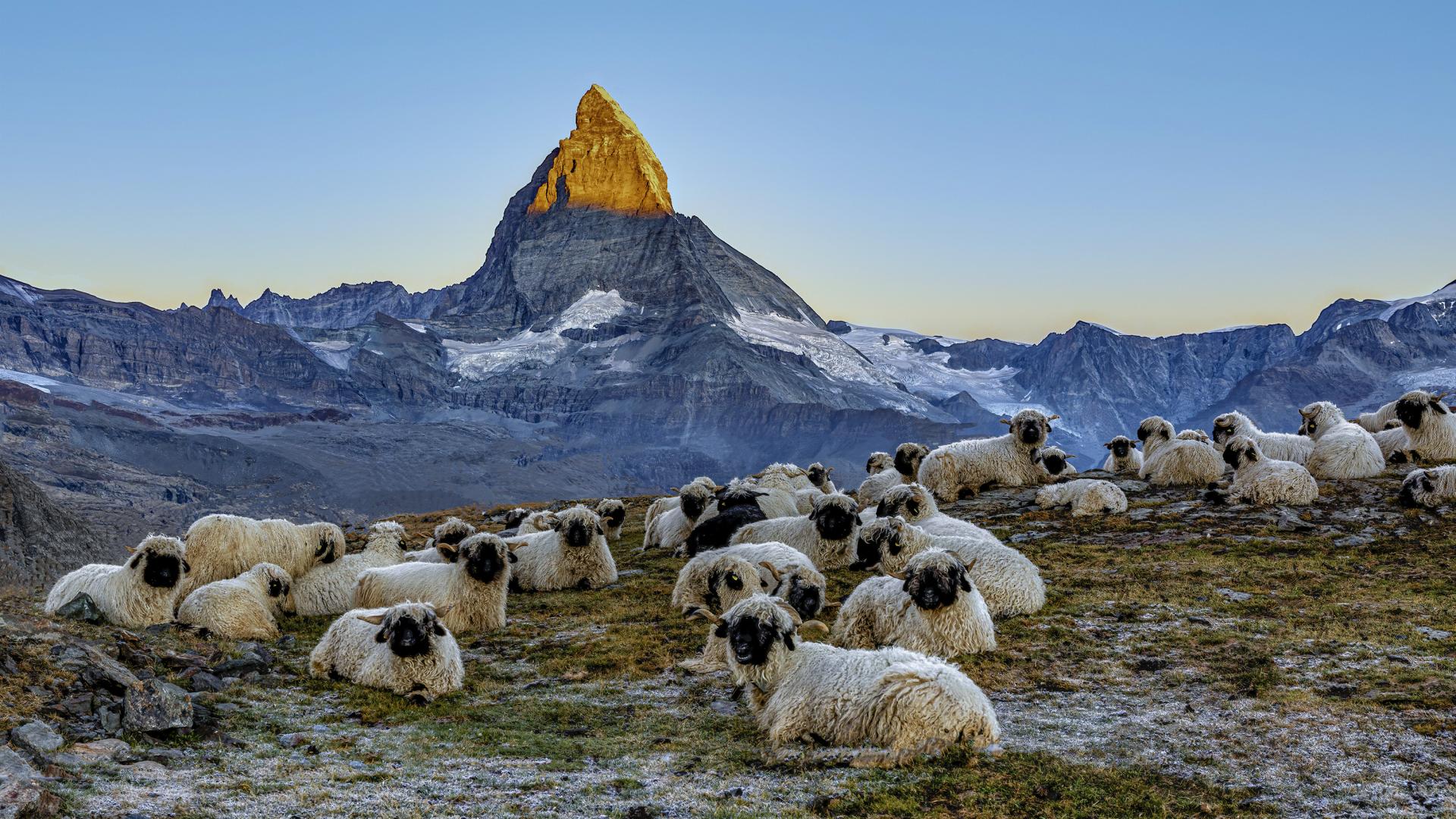London Photography Awards Winner - Meet the Sheep at the Matterhorn
