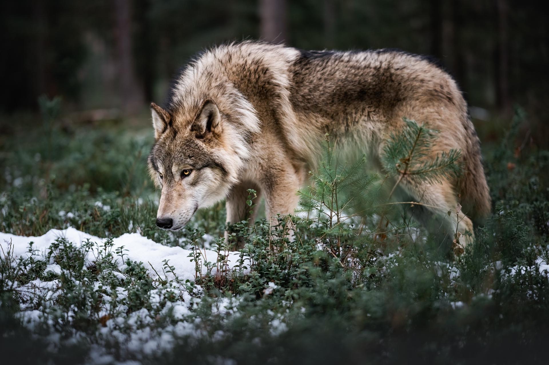 London Photography Awards Winner - Bright eyes look