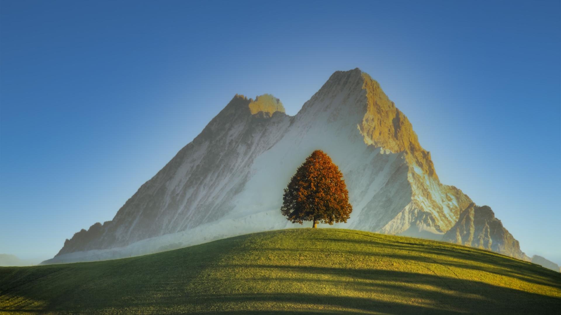 London Photography Awards Winner - The Linden Tree