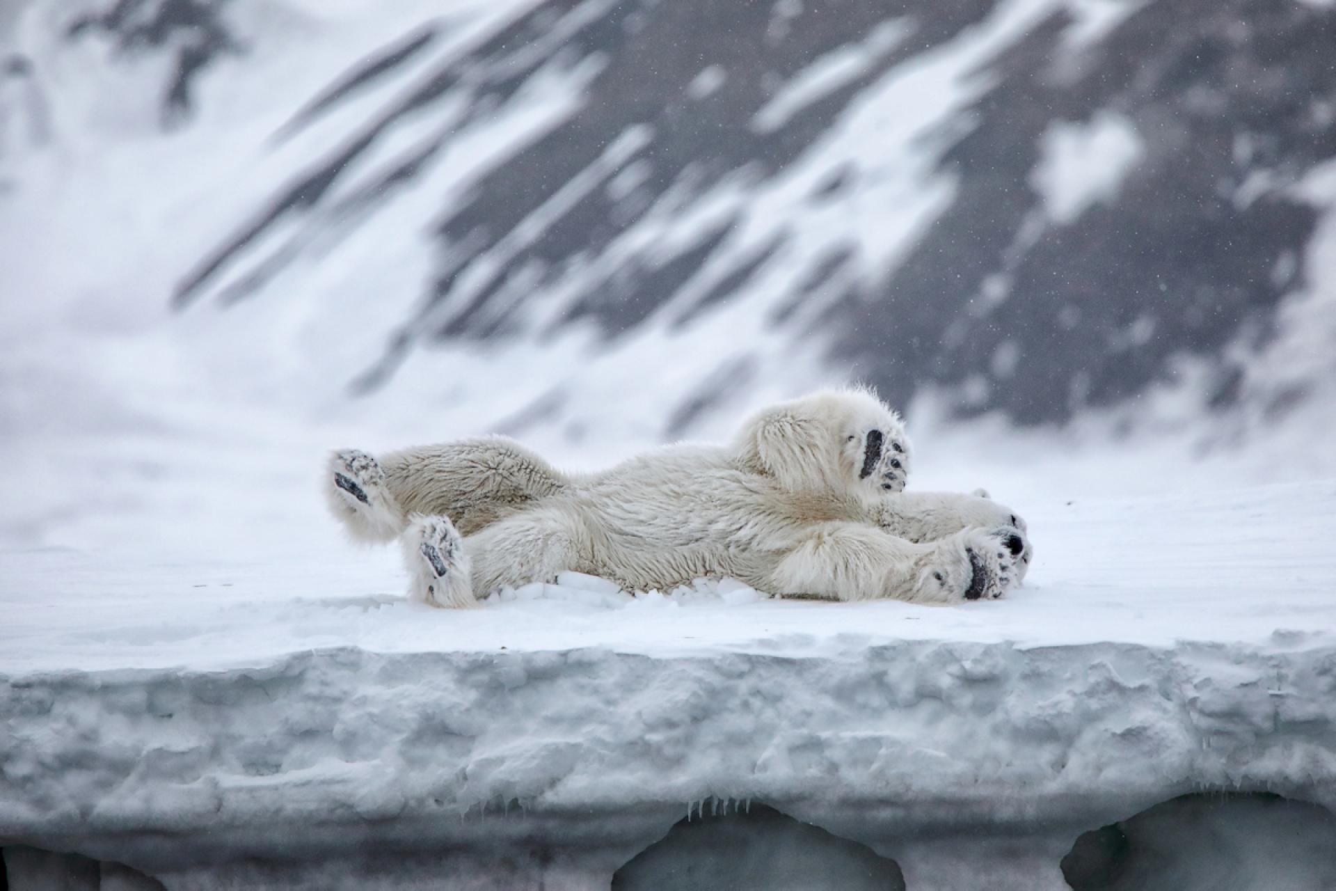 London Photography Awards Winner - teddy bear