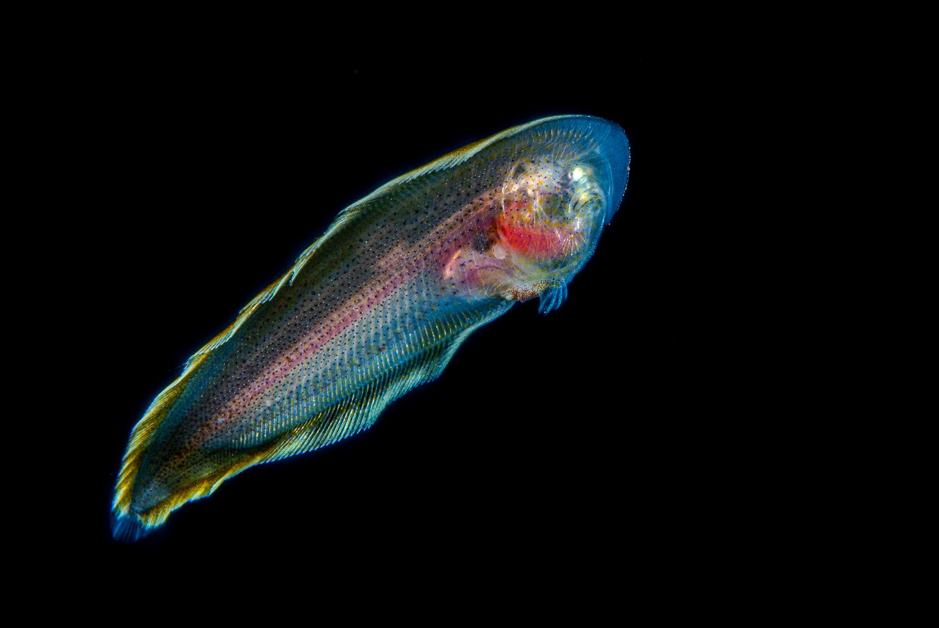 London Photography Awards Winner - fish larva