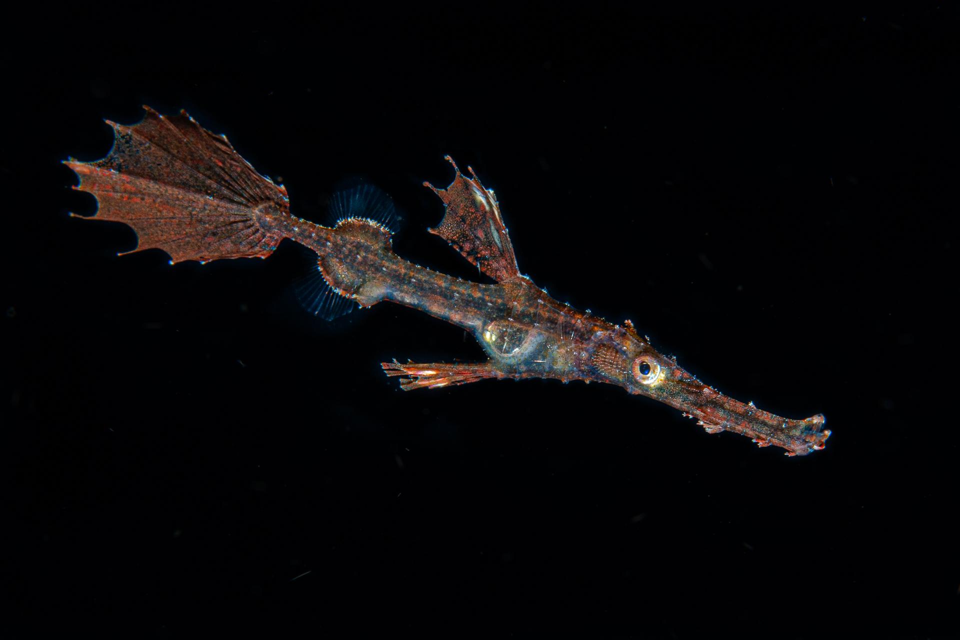 London Photography Awards Winner - ghost pipefish