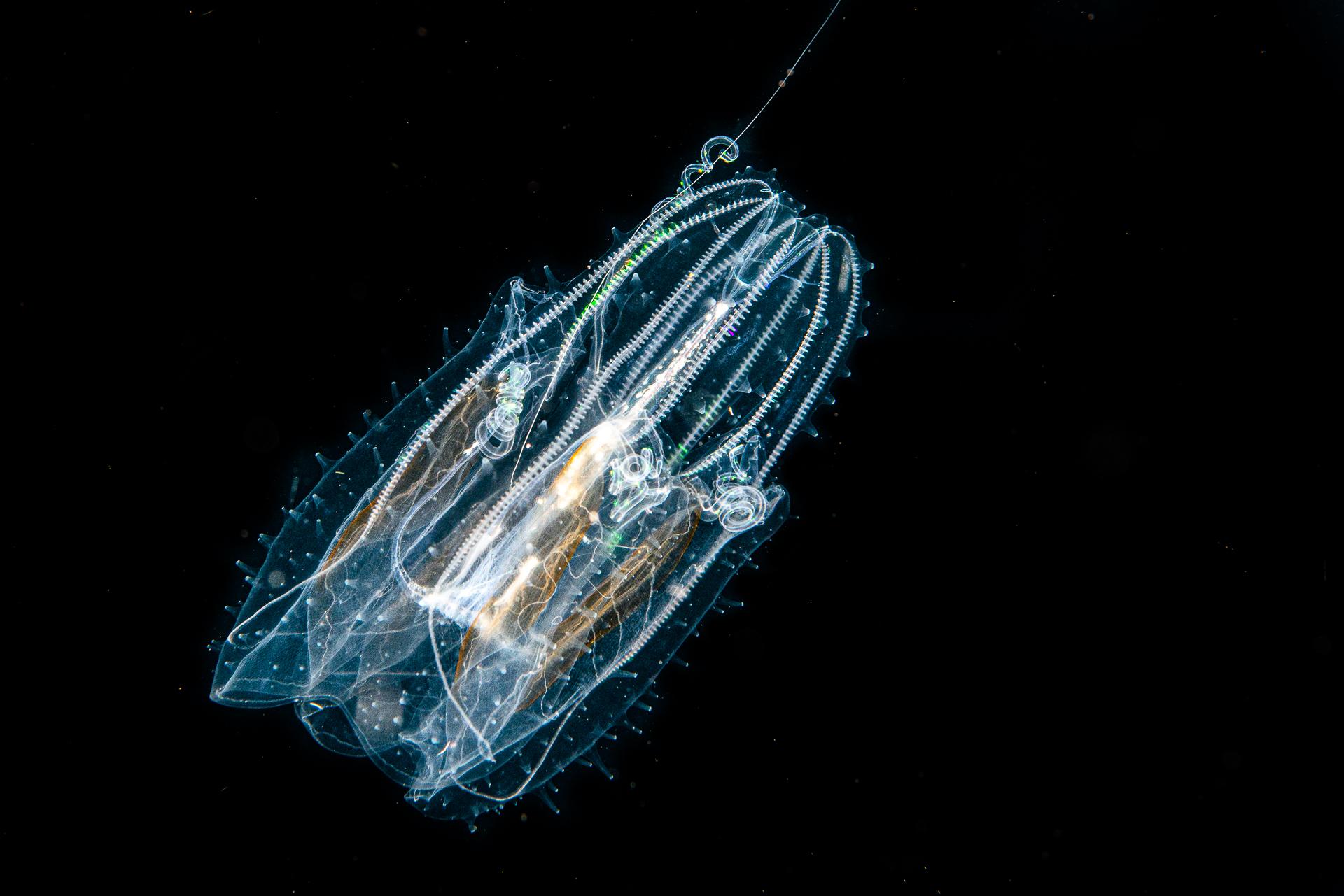 London Photography Awards Winner - comb jellyfish
