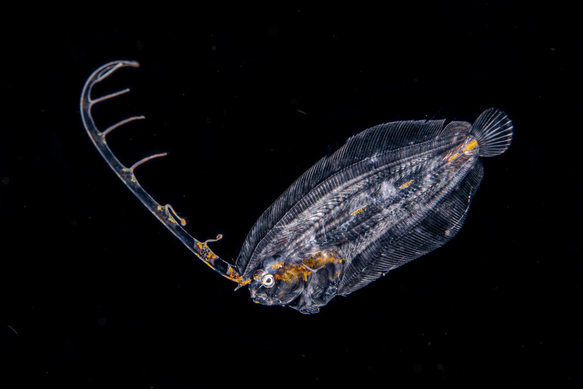 London Photography Awards Winner - flatfish larva