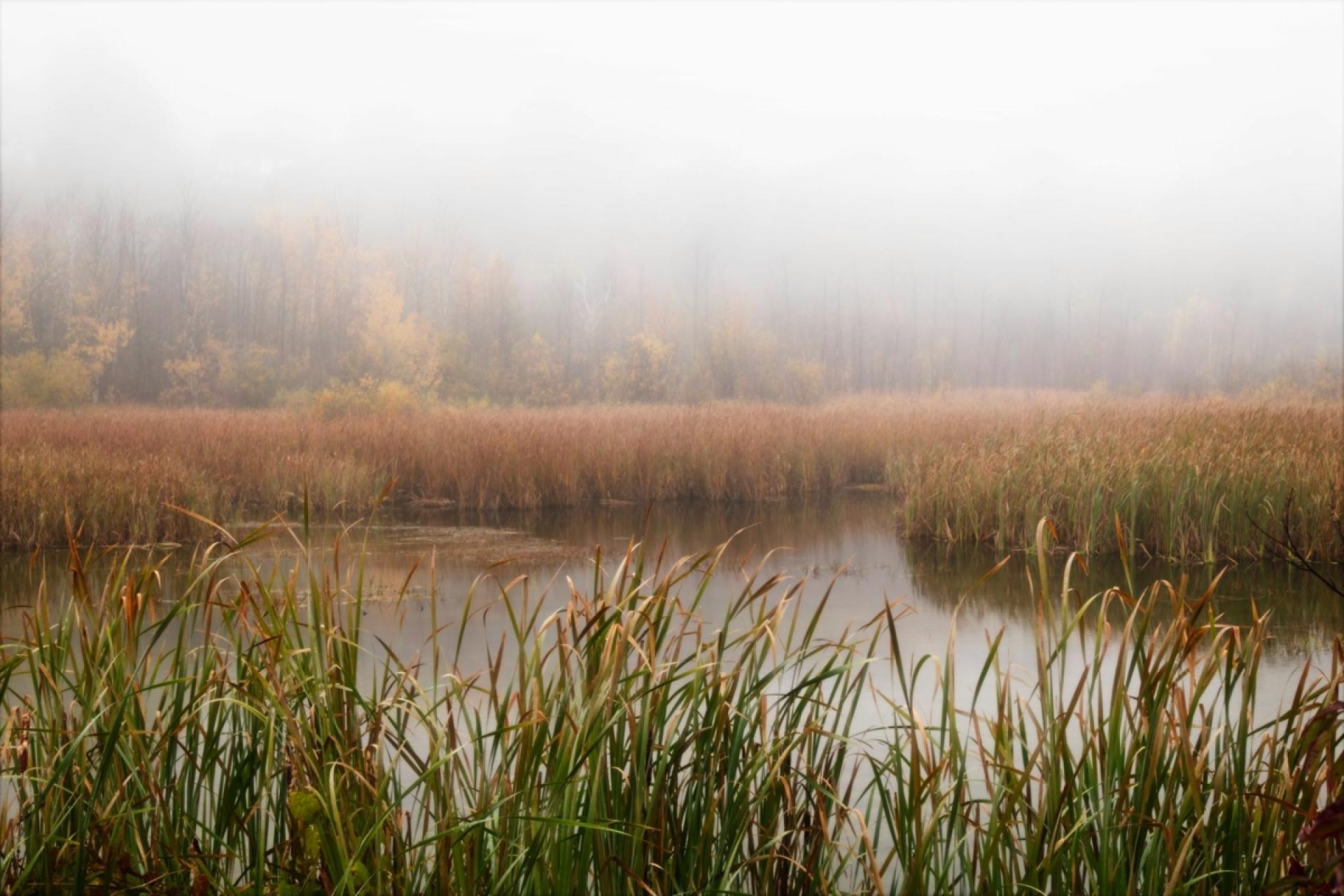 London Photography Awards Winner - Peaceful Morning at the Marsh