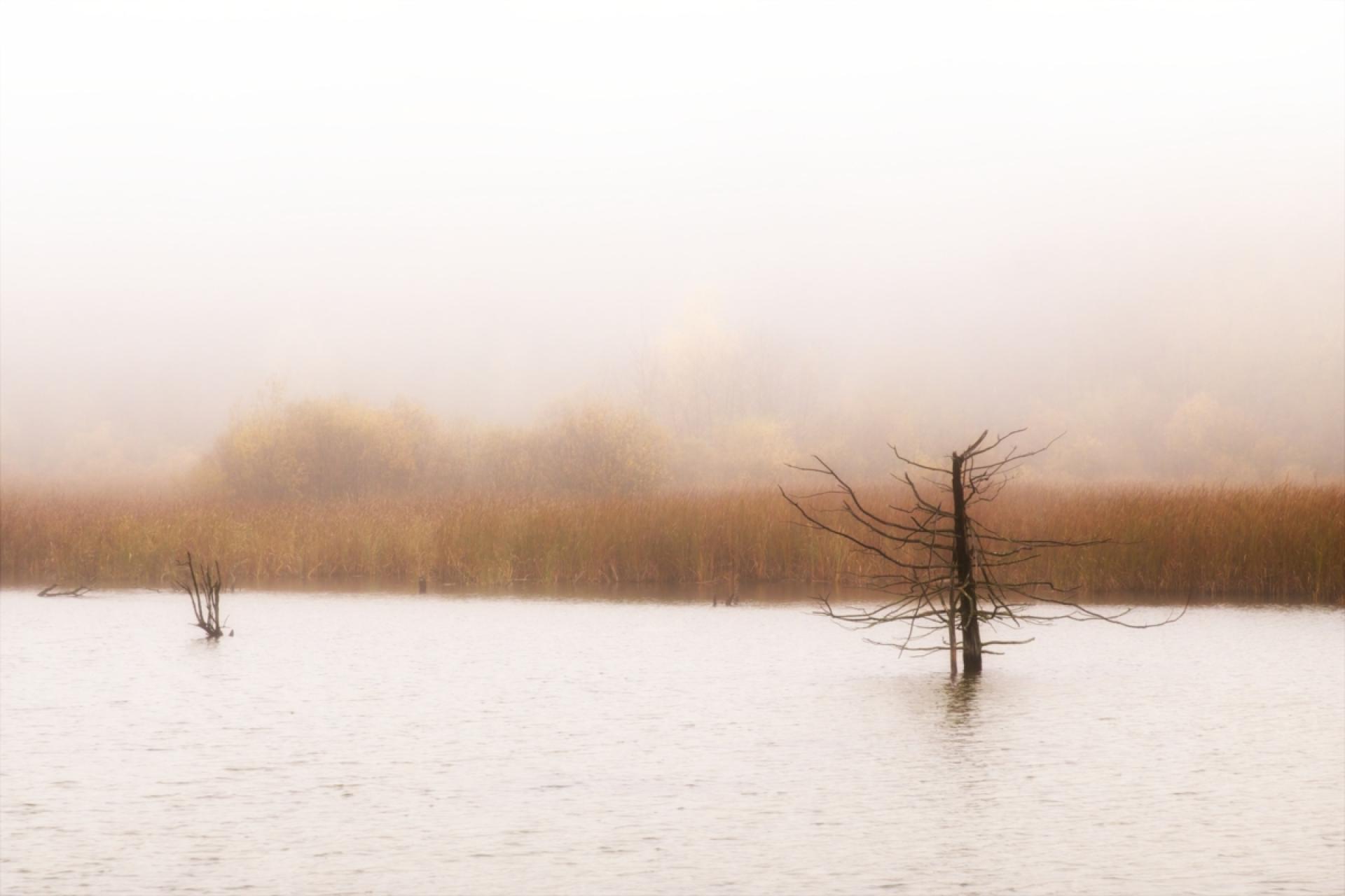 London Photography Awards Winner - Peaceful Morning at the Marsh