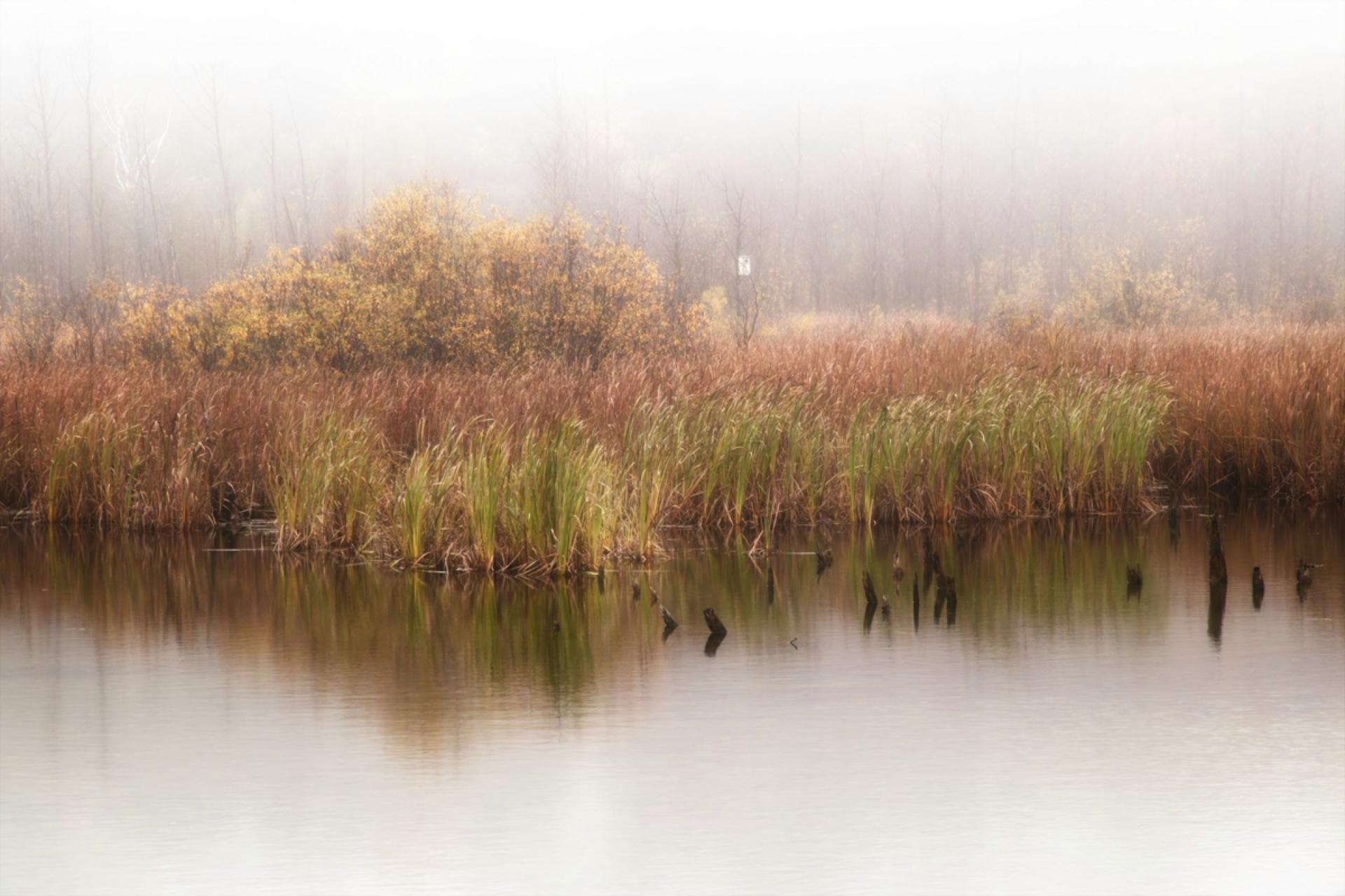 London Photography Awards Winner - Peaceful Morning at the Marsh