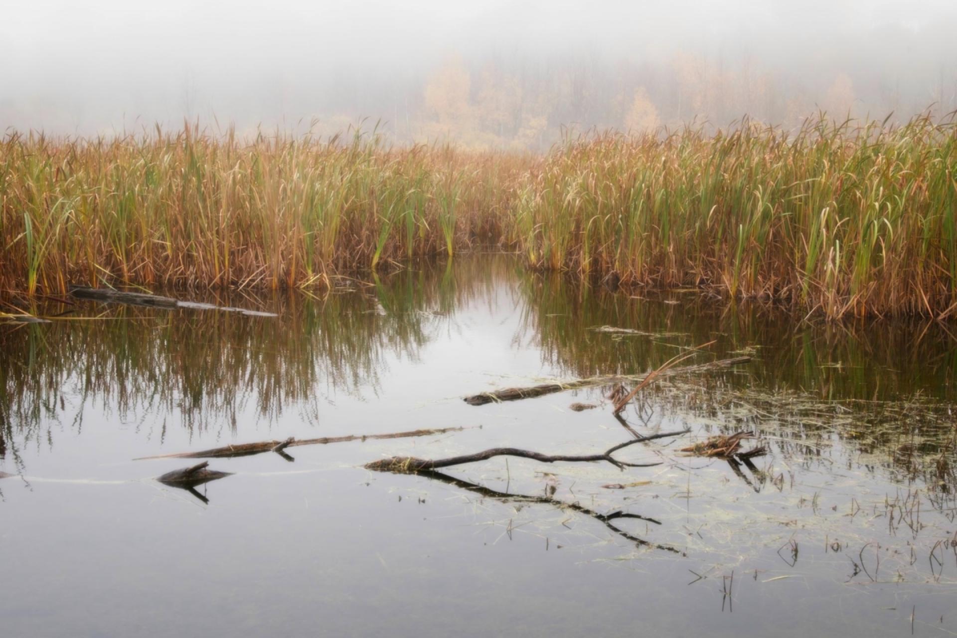 London Photography Awards Winner - Peaceful Morning at the Marsh