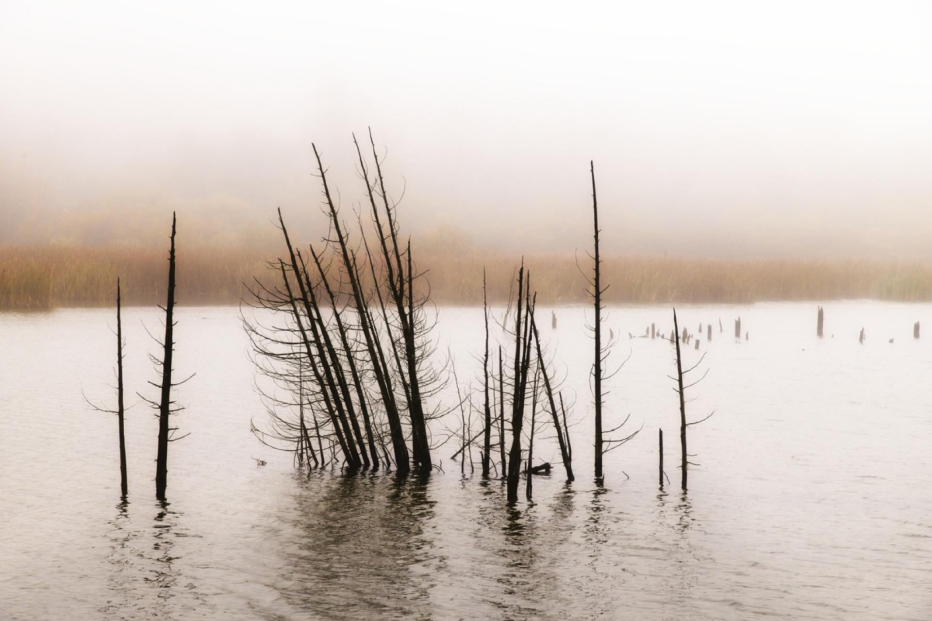 London Photography Awards Winner - Peaceful Morning at the Marsh
