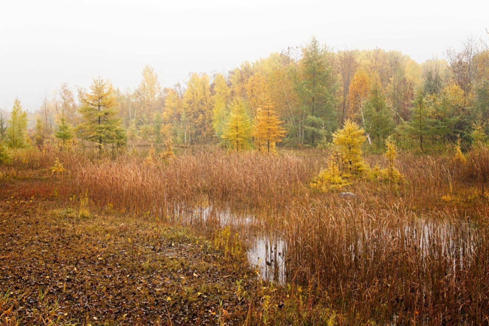 London Photography Awards Winner - Peaceful Morning at the Marsh
