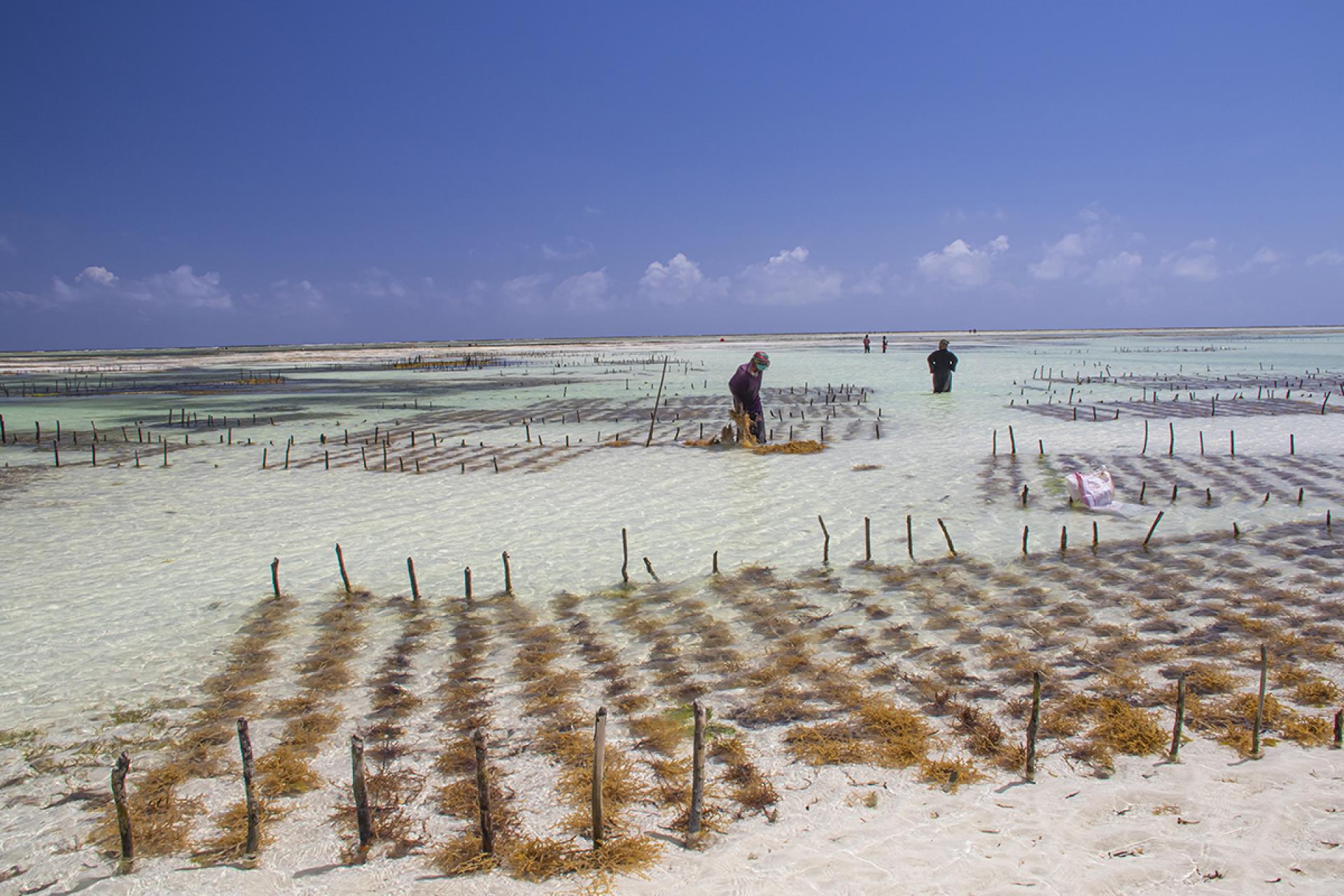 London Photography Awards Winner - Zanzibari Seaweed Farms