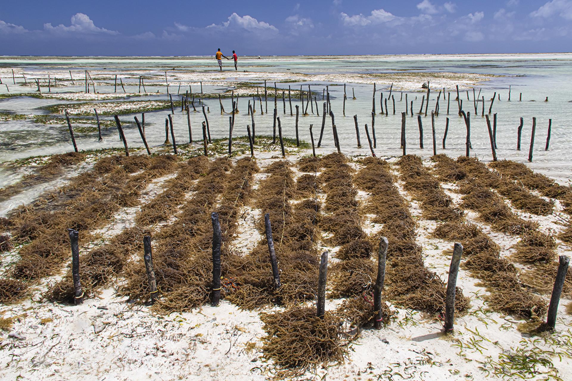 London Photography Awards Winner - Zanzibari Seaweed Farms