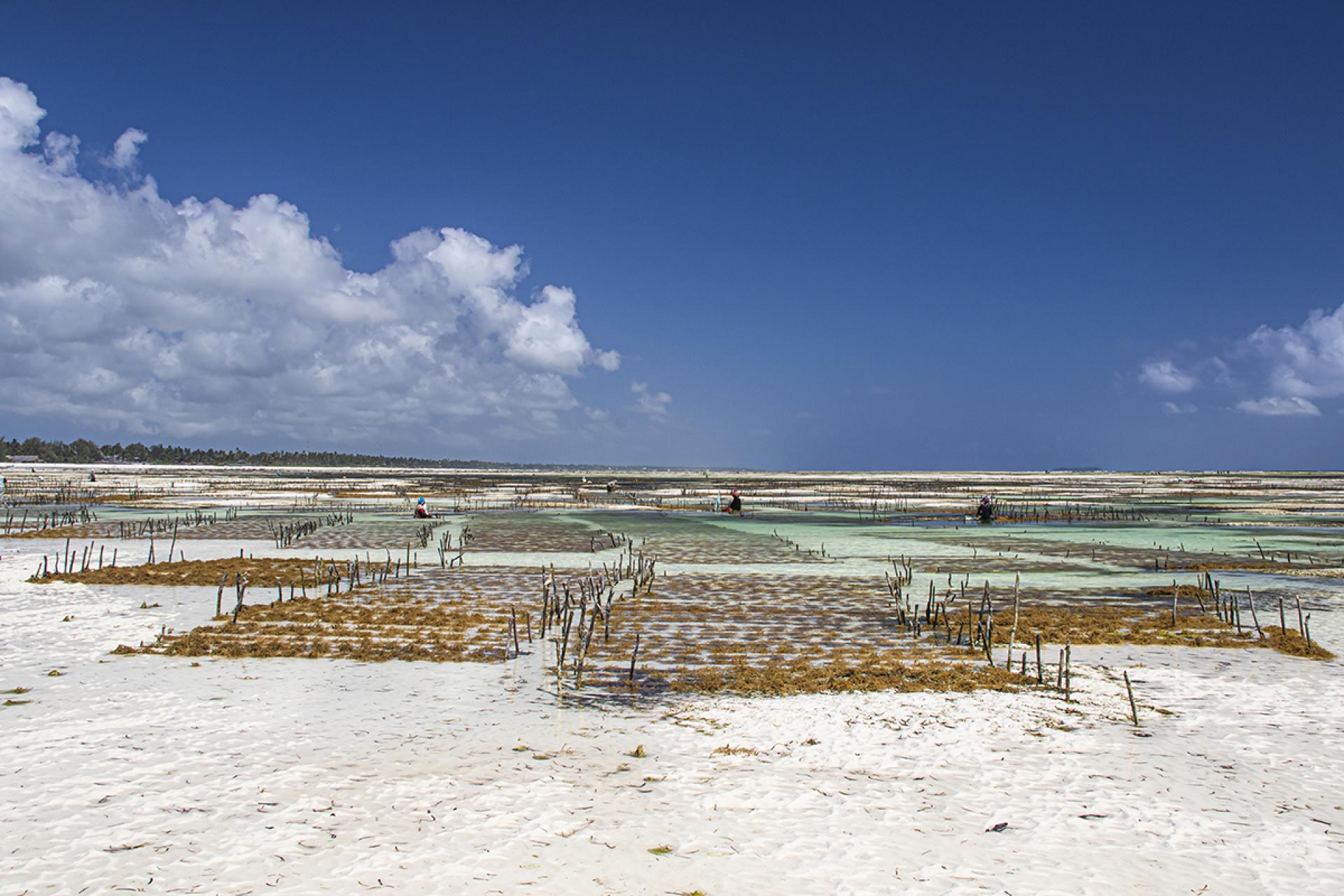 London Photography Awards Winner - Zanzibari Seaweed Farms