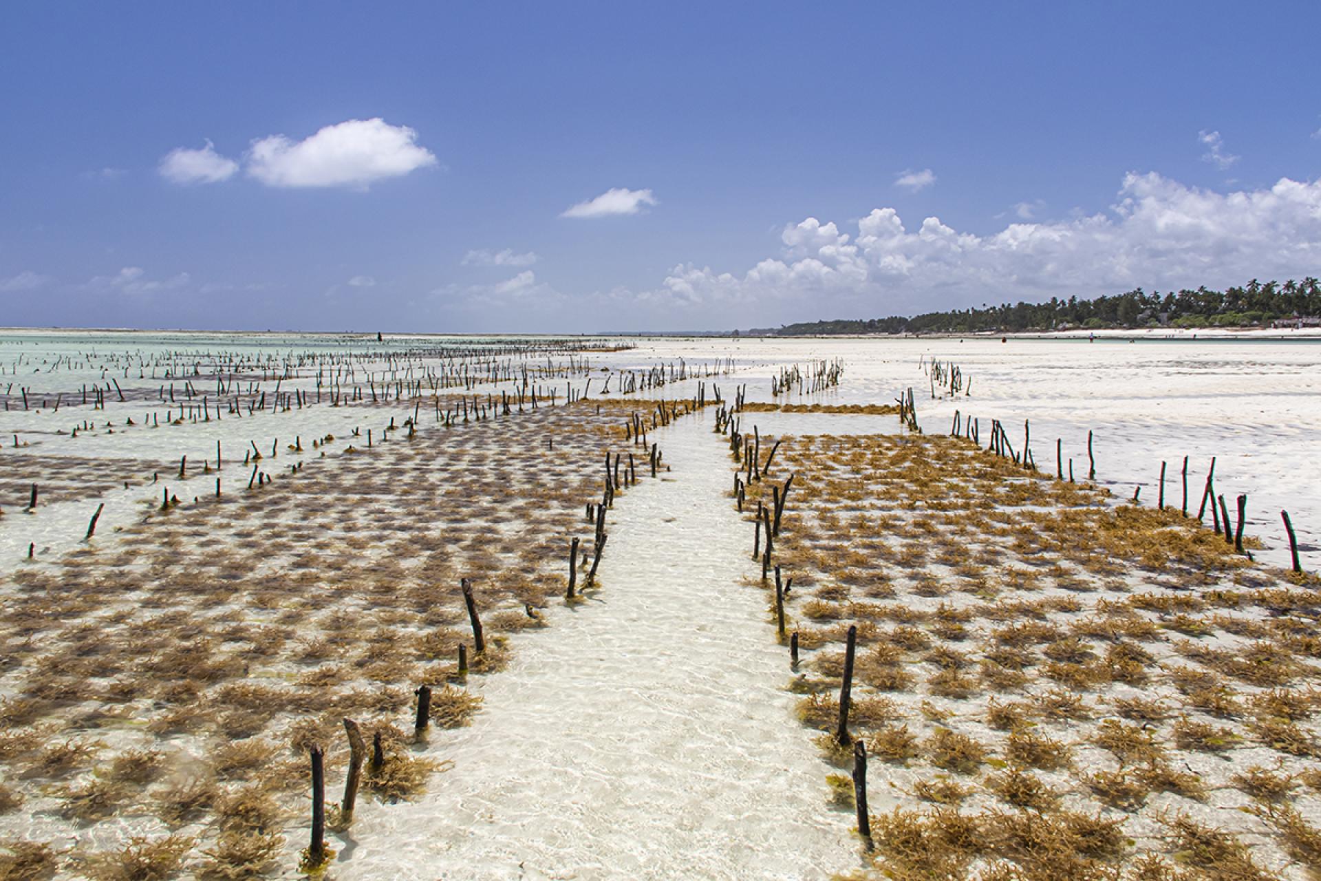 London Photography Awards Winner - Zanzibari Seaweed Farms