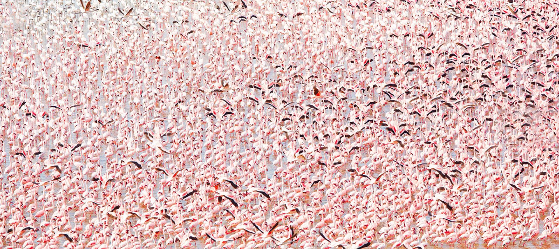 London Photography Awards Winner - Beautiful Flamingos