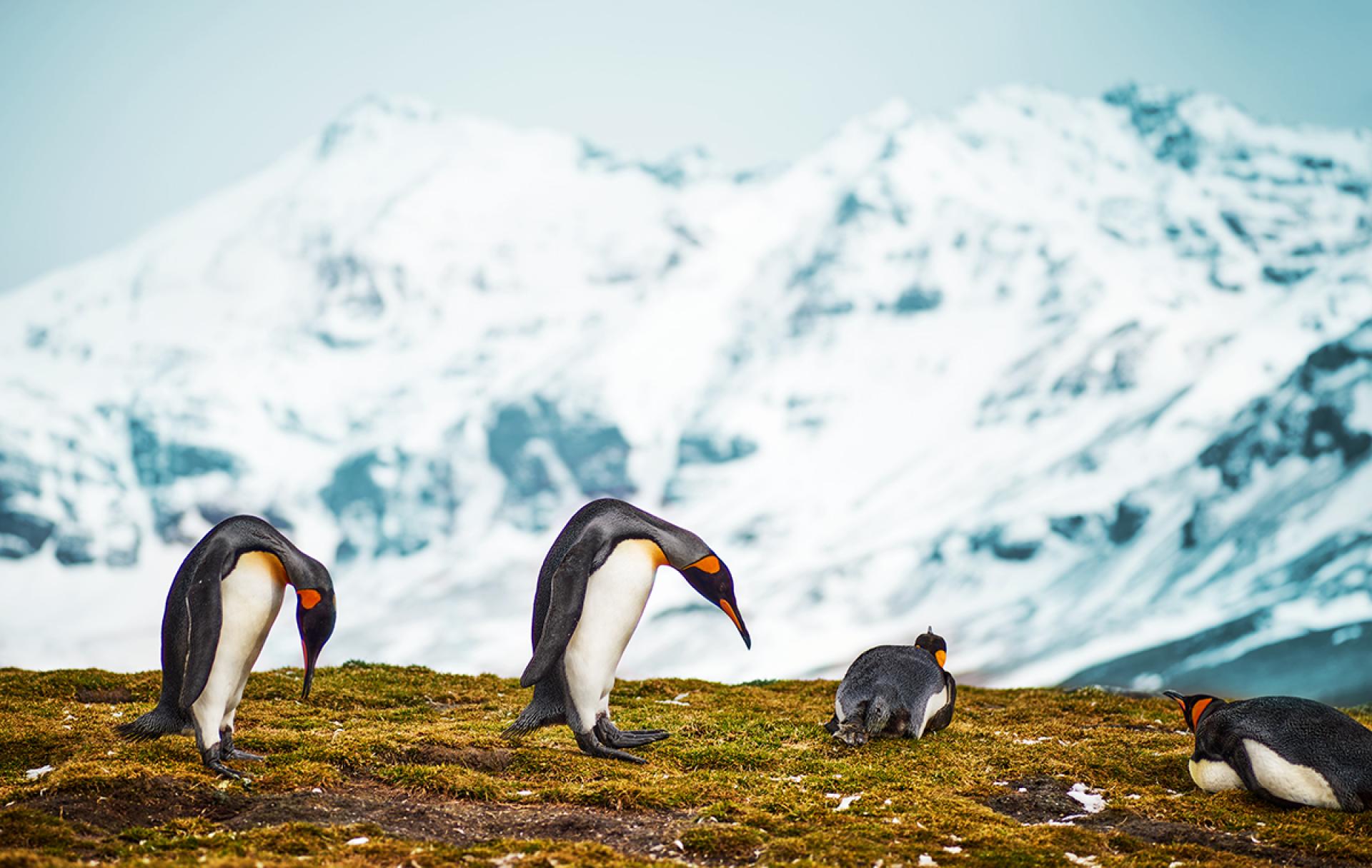 London Photography Awards Winner - Beautiful Penguins