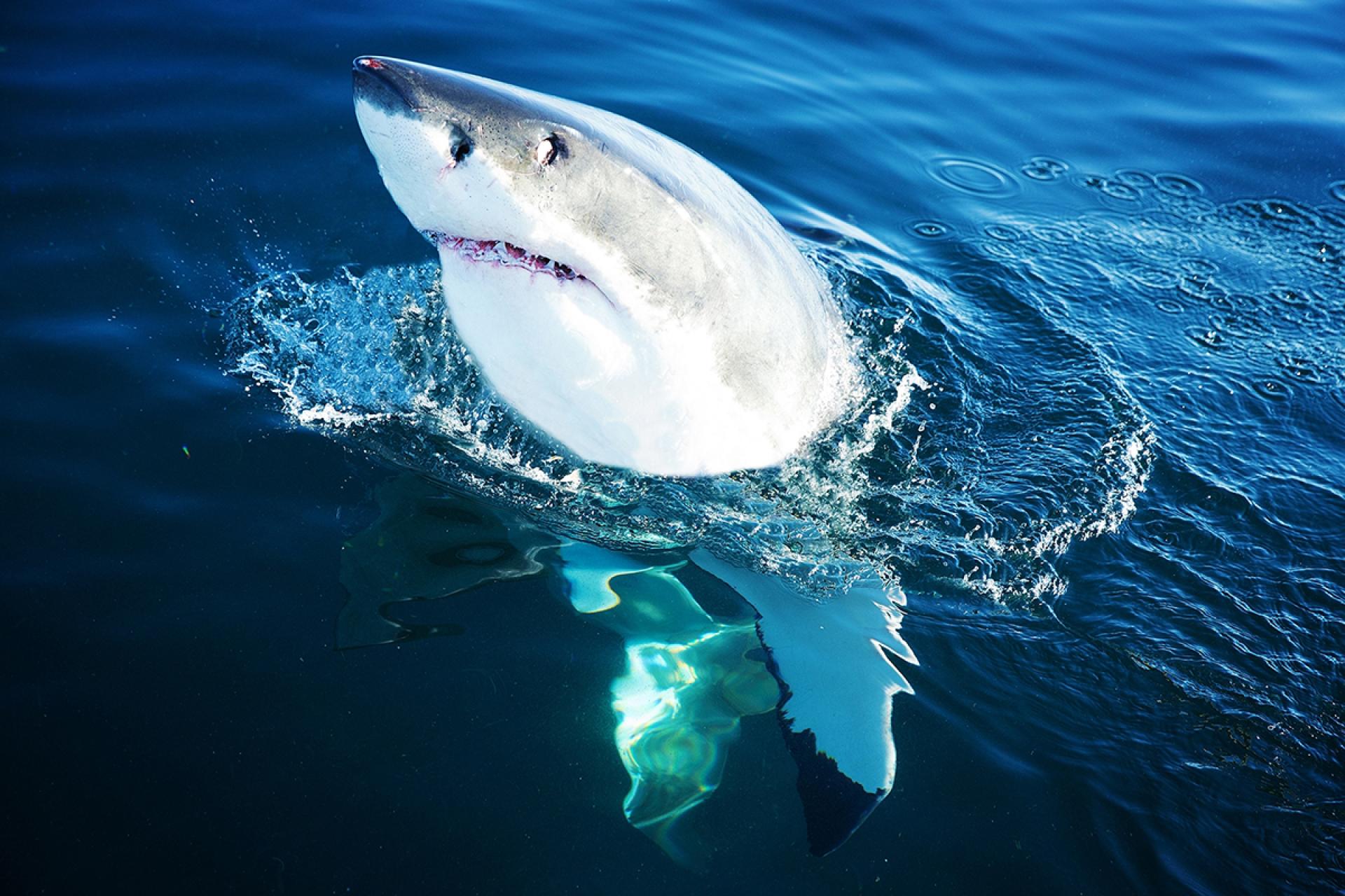 London Photography Awards Winner - The White Shark !
