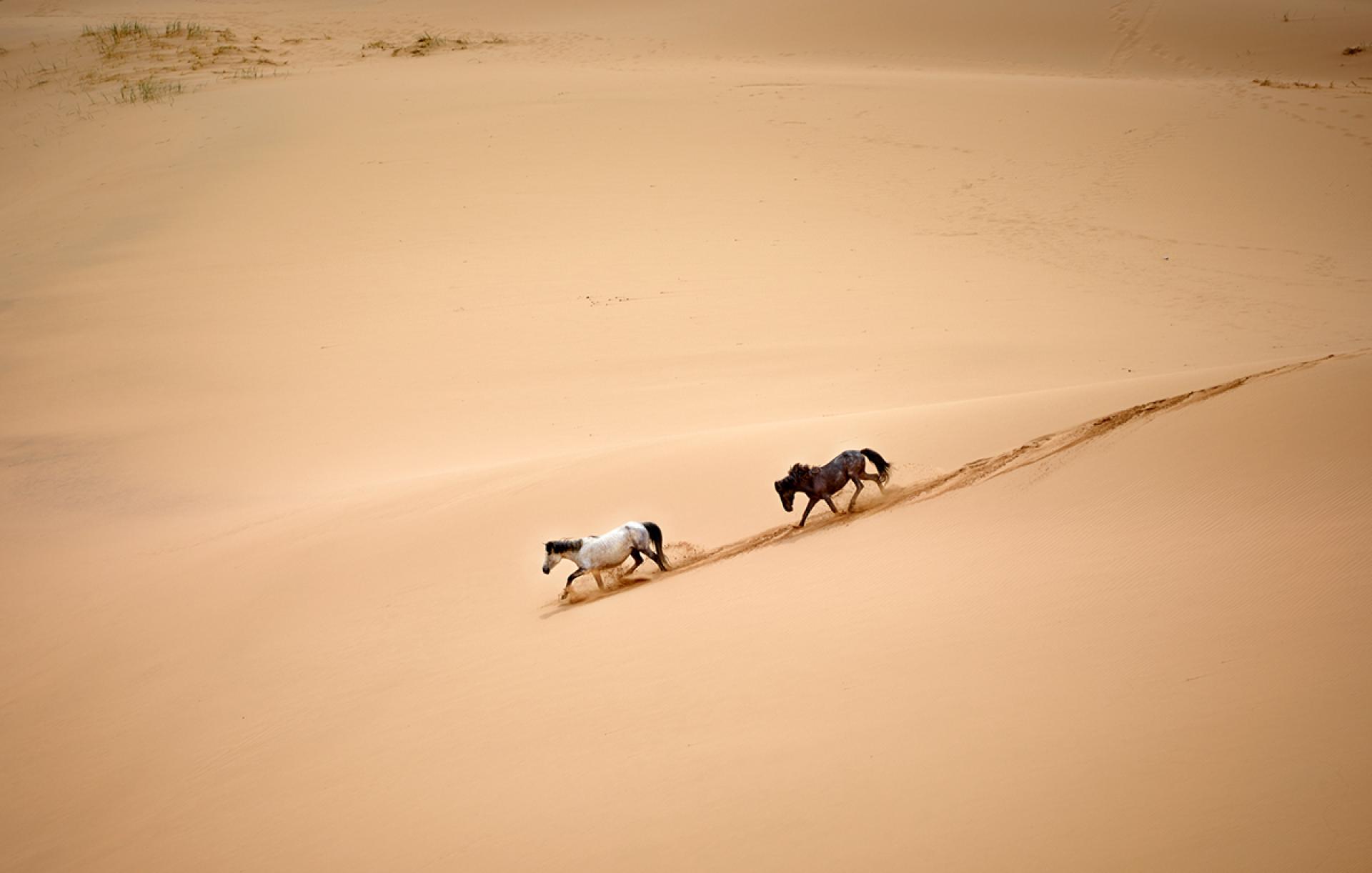 London Photography Awards Winner - Wild Horses