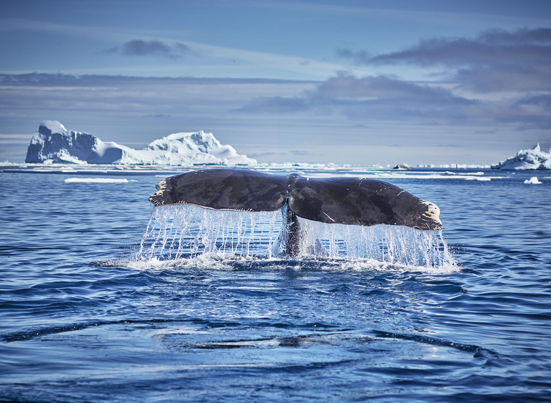 London Photography Awards Winner - Beautiful Buckle Whale