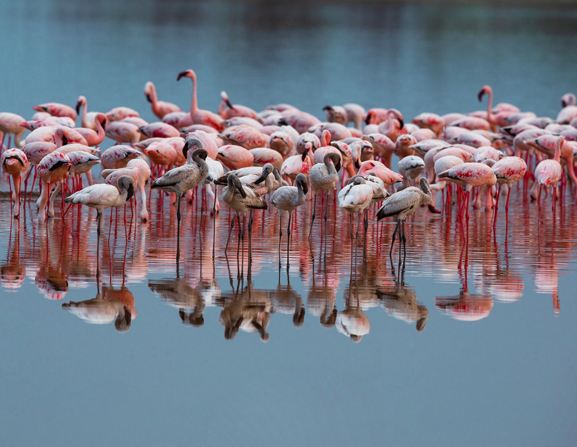 London Photography Awards Winner - Wonderful Flamingos