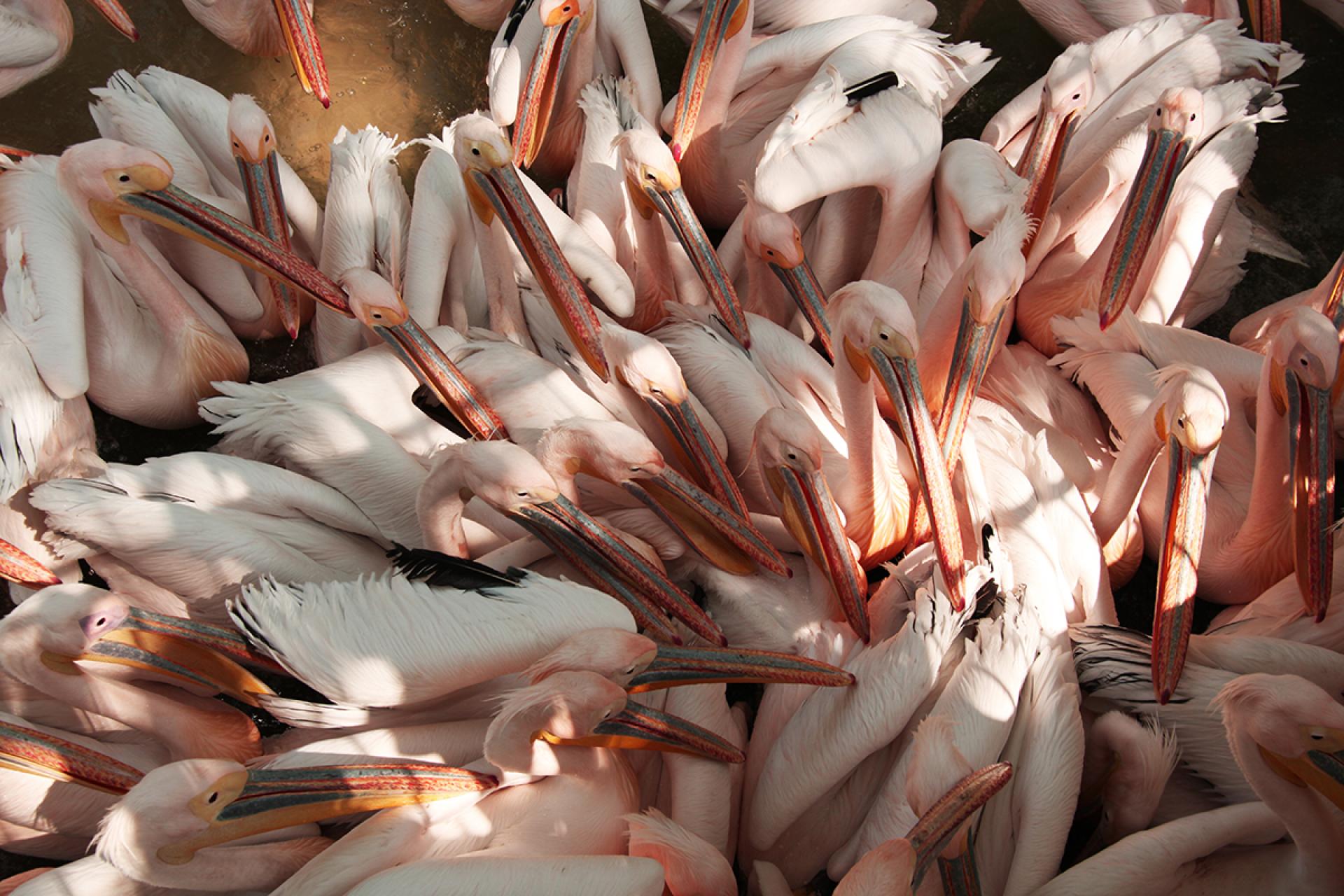 London Photography Awards Winner - Hungry Pelicans 
