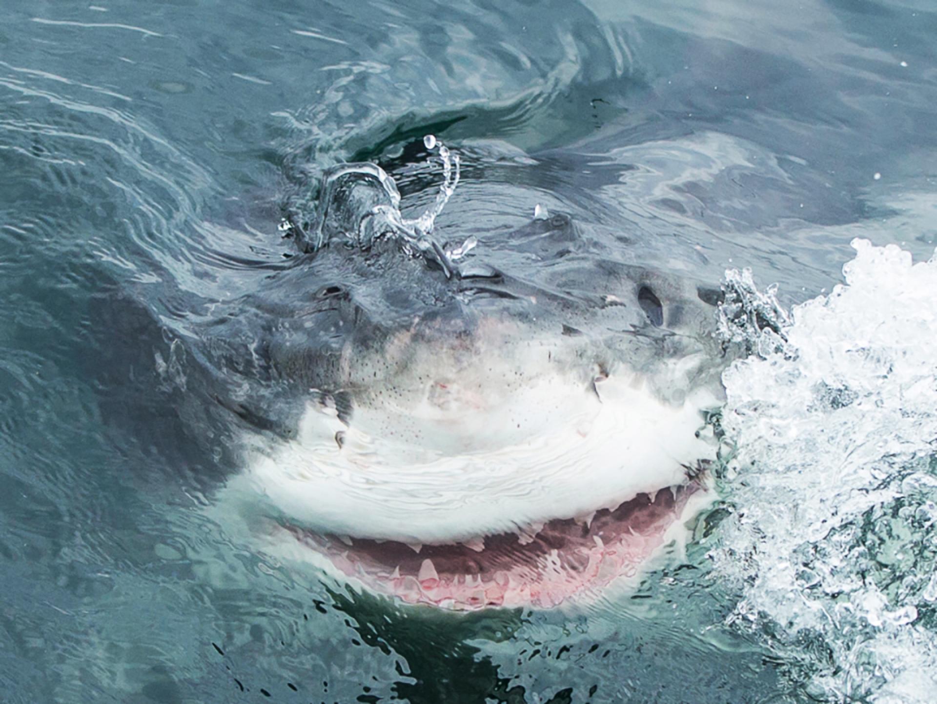London Photography Awards Winner - The White Shark