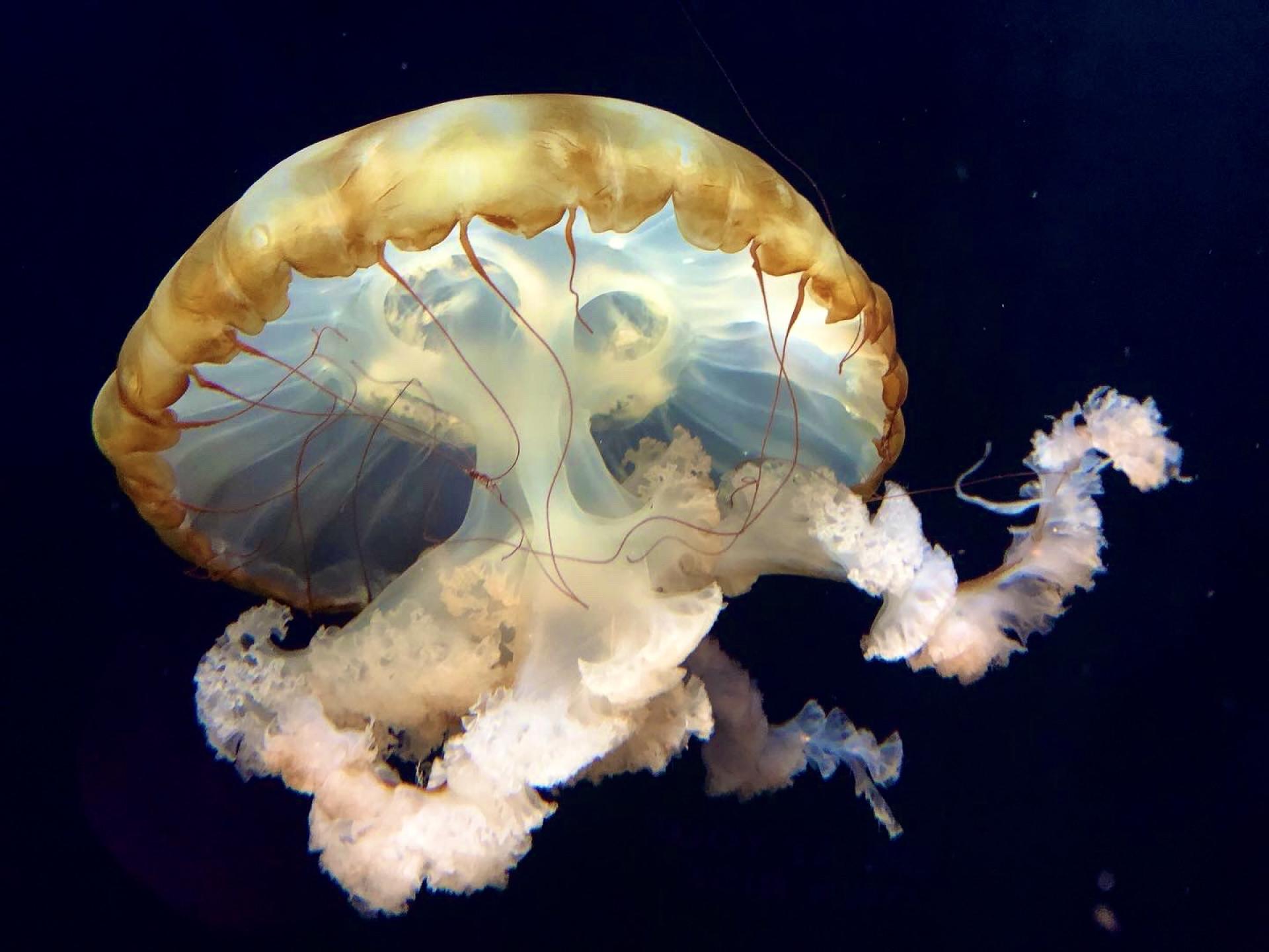 London Photography Awards Winner - Jellyfish