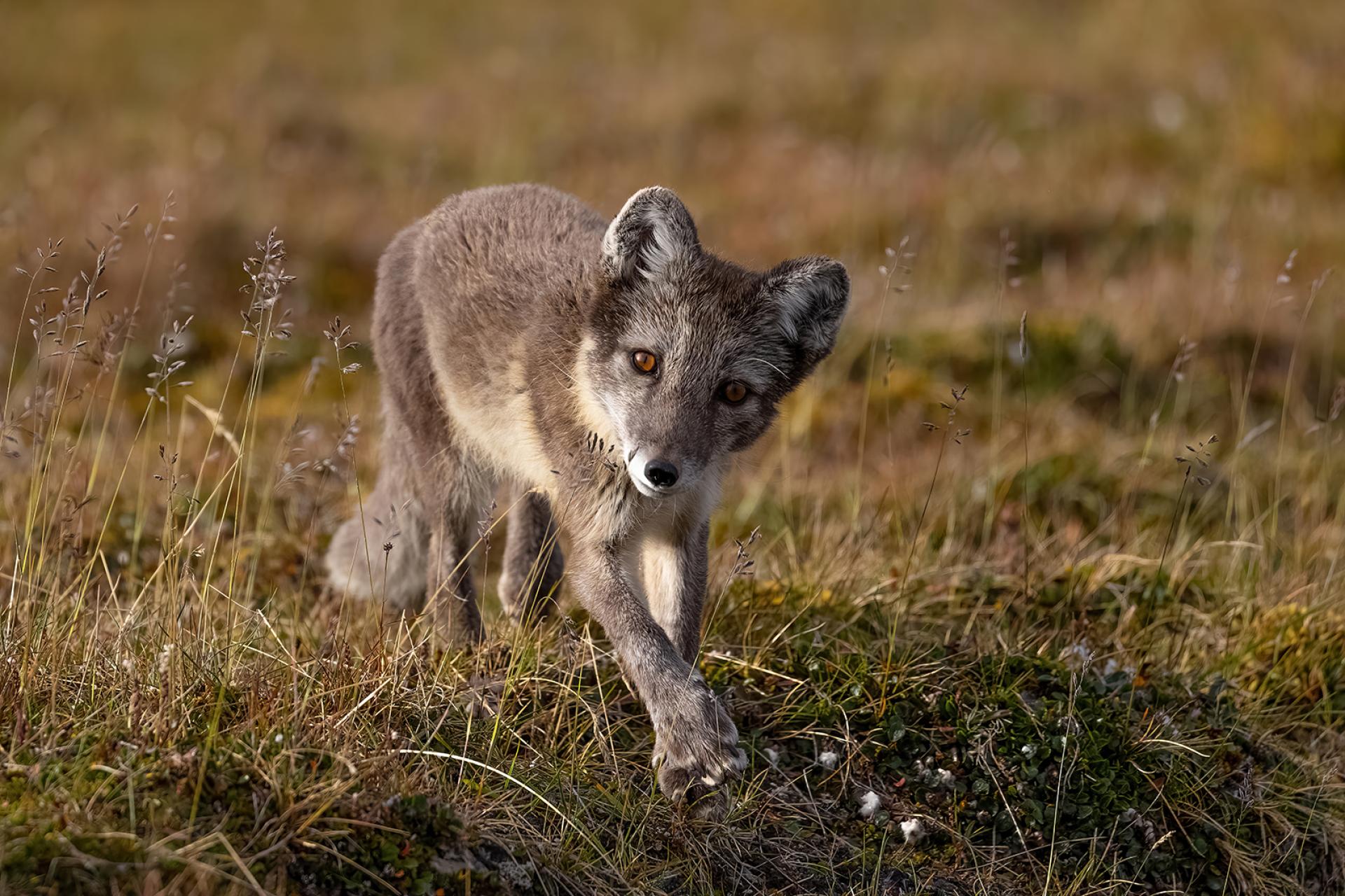 London Photography Awards Winner - On silent paws under the summer sun