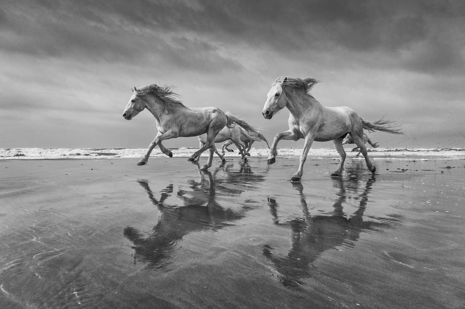 London Photography Awards Winner - Camargue horses