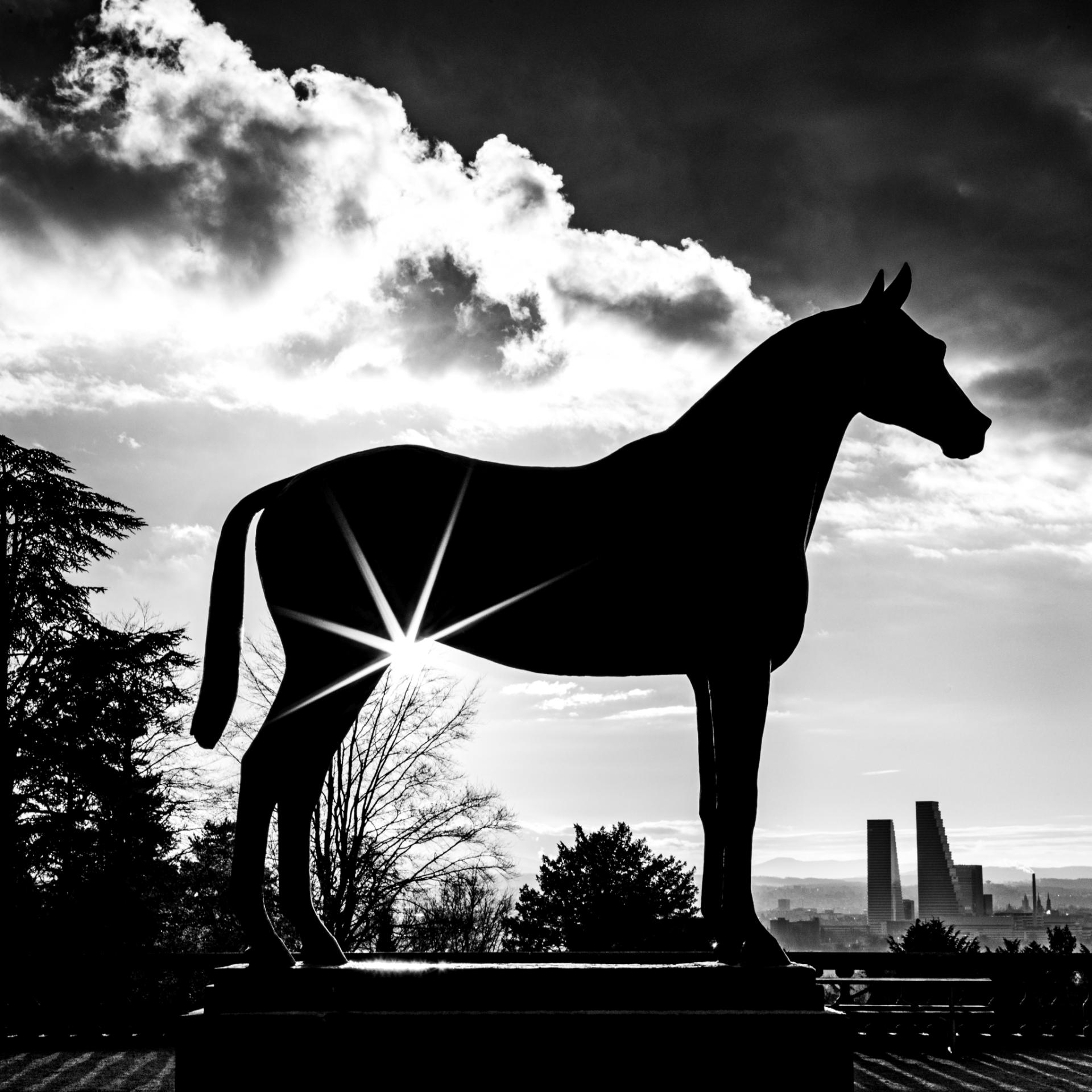 London Photography Awards Winner - Star horse