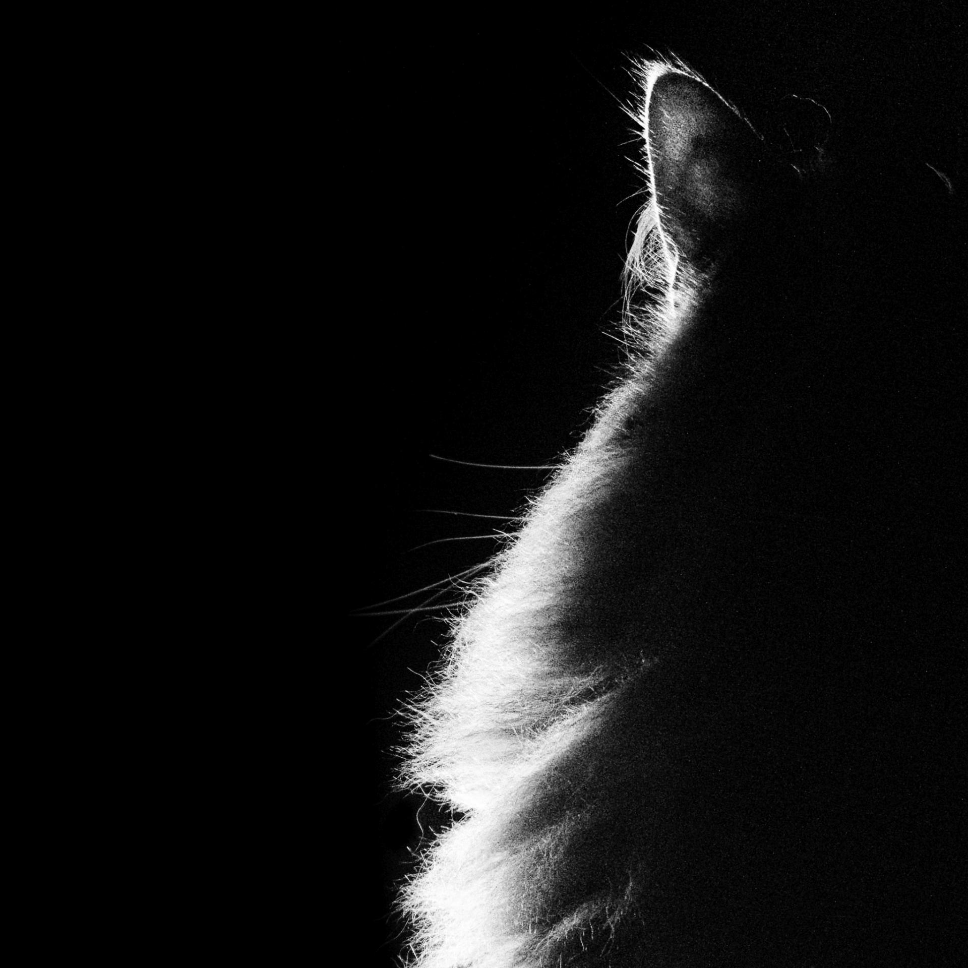 London Photography Awards Winner - Cat in the limelight No 2
