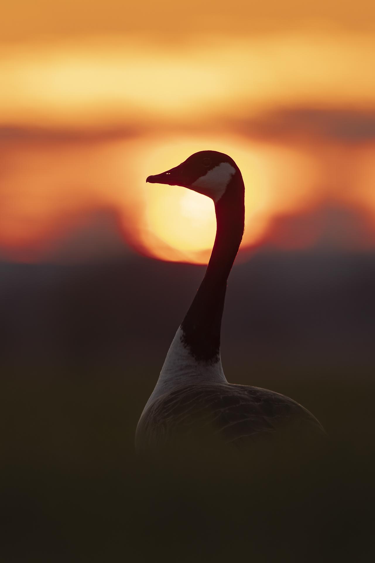 London Photography Awards Winner - The sunset