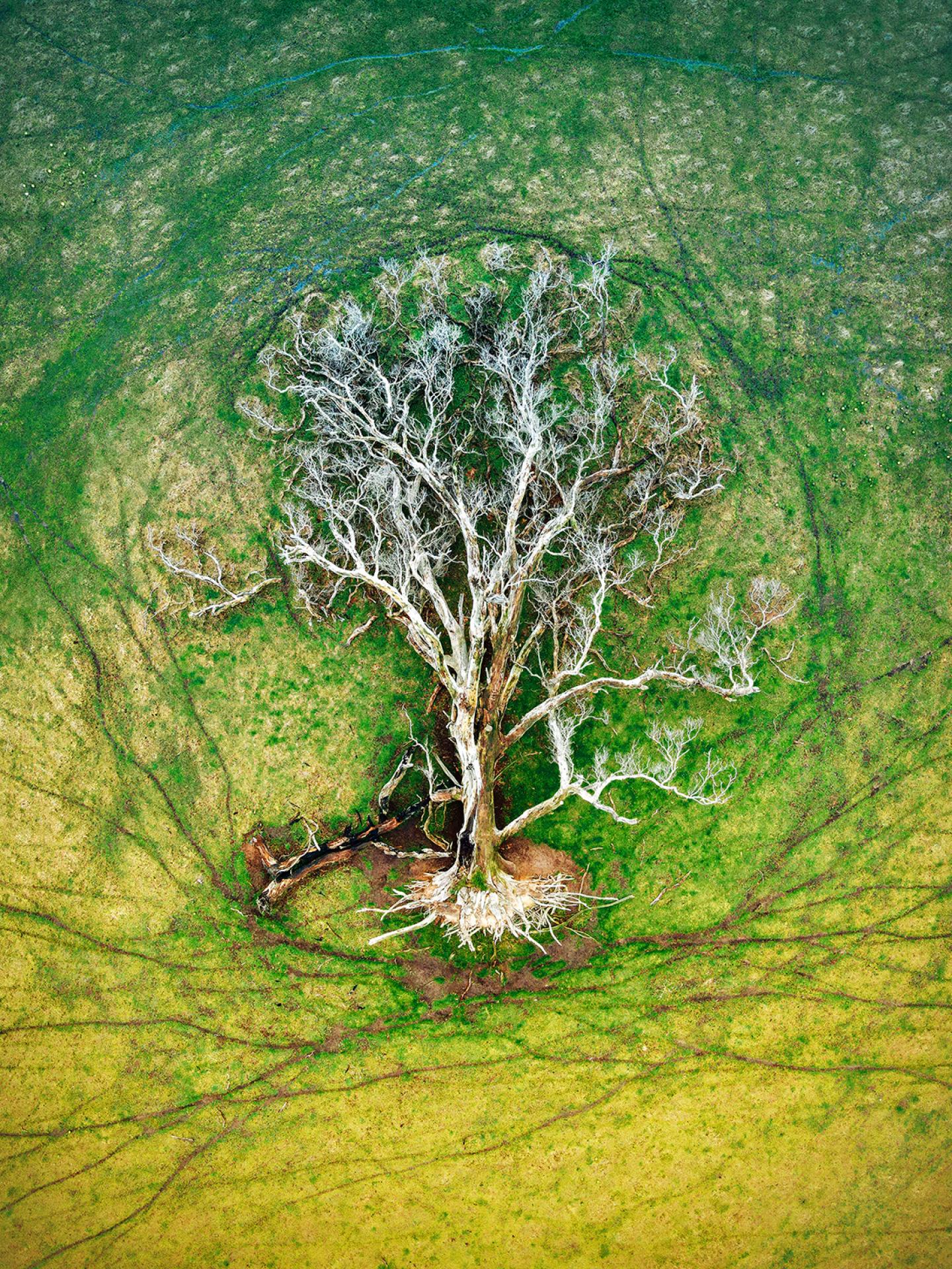 London Photography Awards Winner - Tree of Life