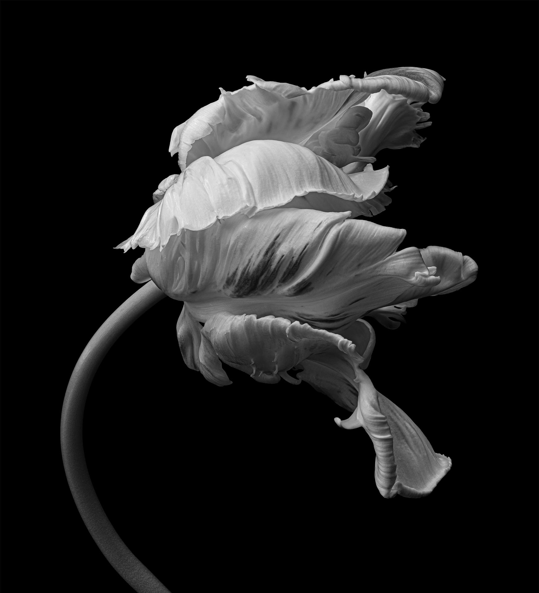 London Photography Awards Winner - Monochrome Parrot Tulip