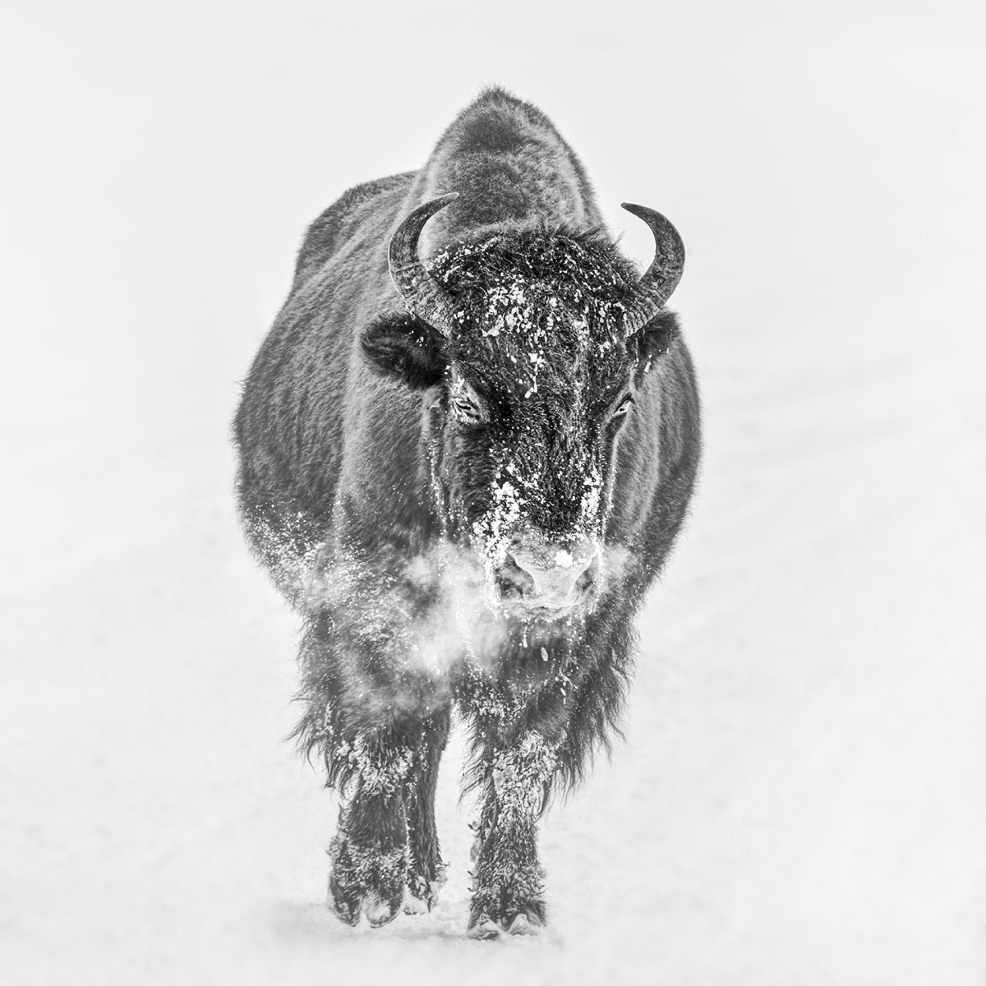 London Photography Awards Winner - The Many Faces of Yellowstone National Park