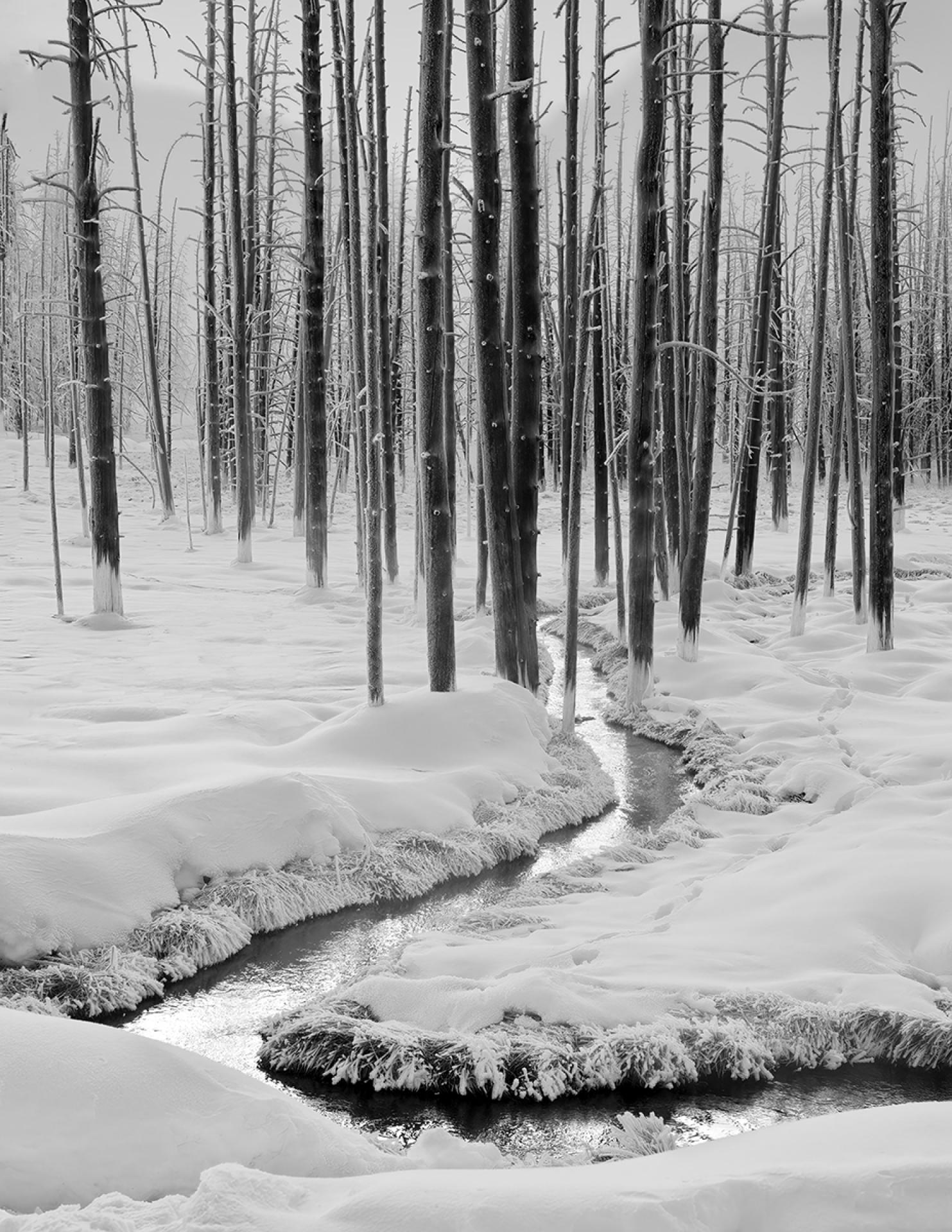 London Photography Awards Winner - Mystical Creek