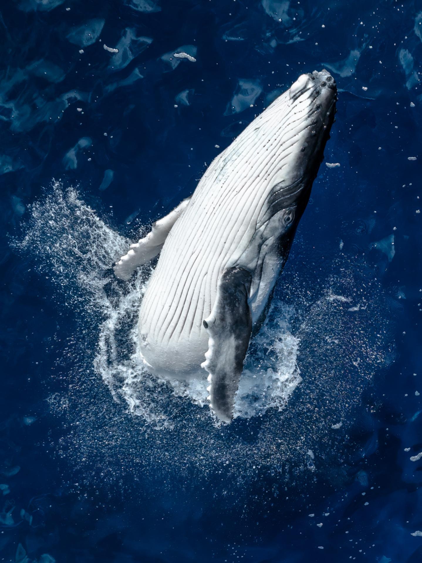 London Photography Awards Winner - Whale Breach