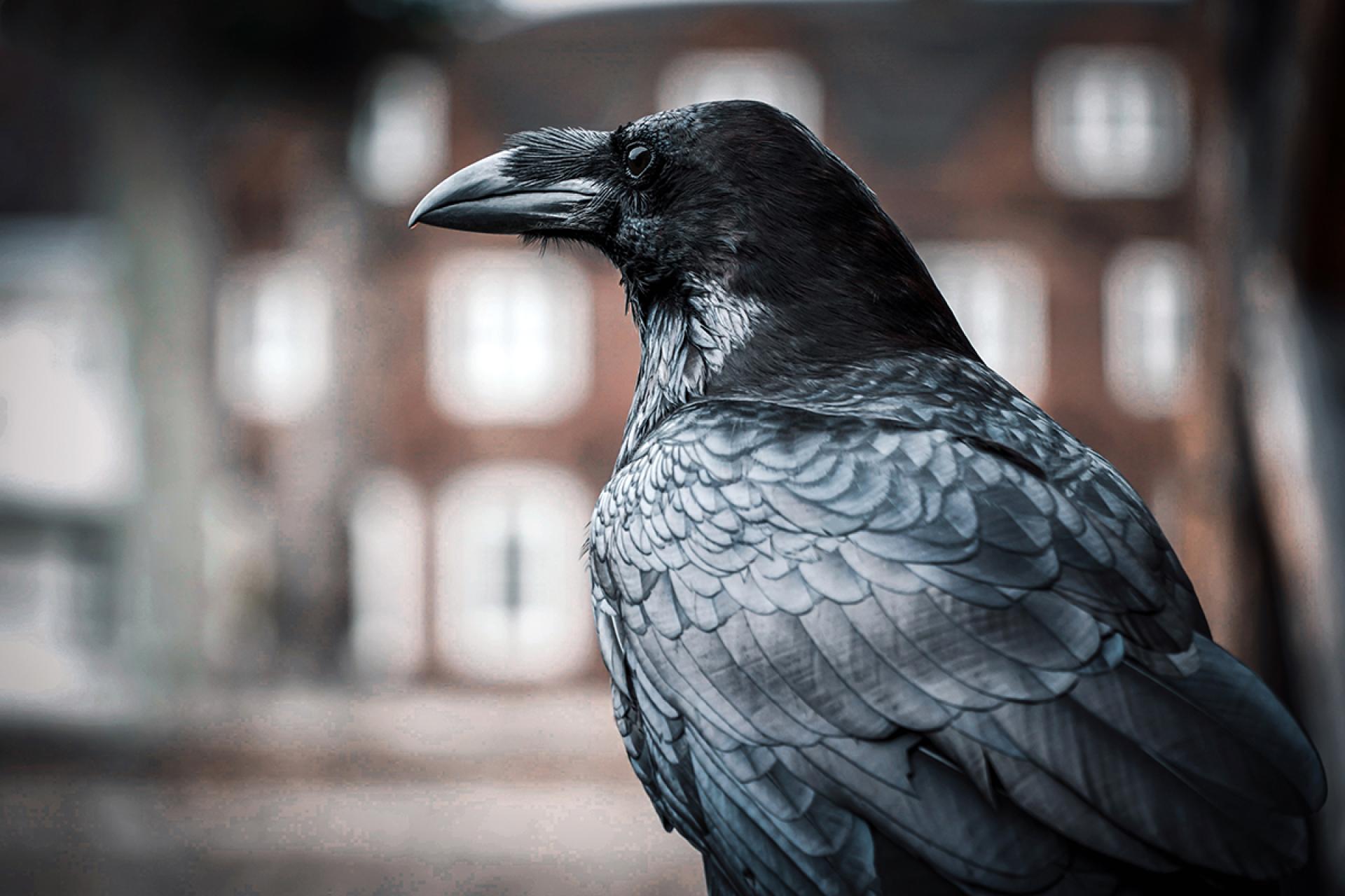 London Photography Awards Winner - The Raven