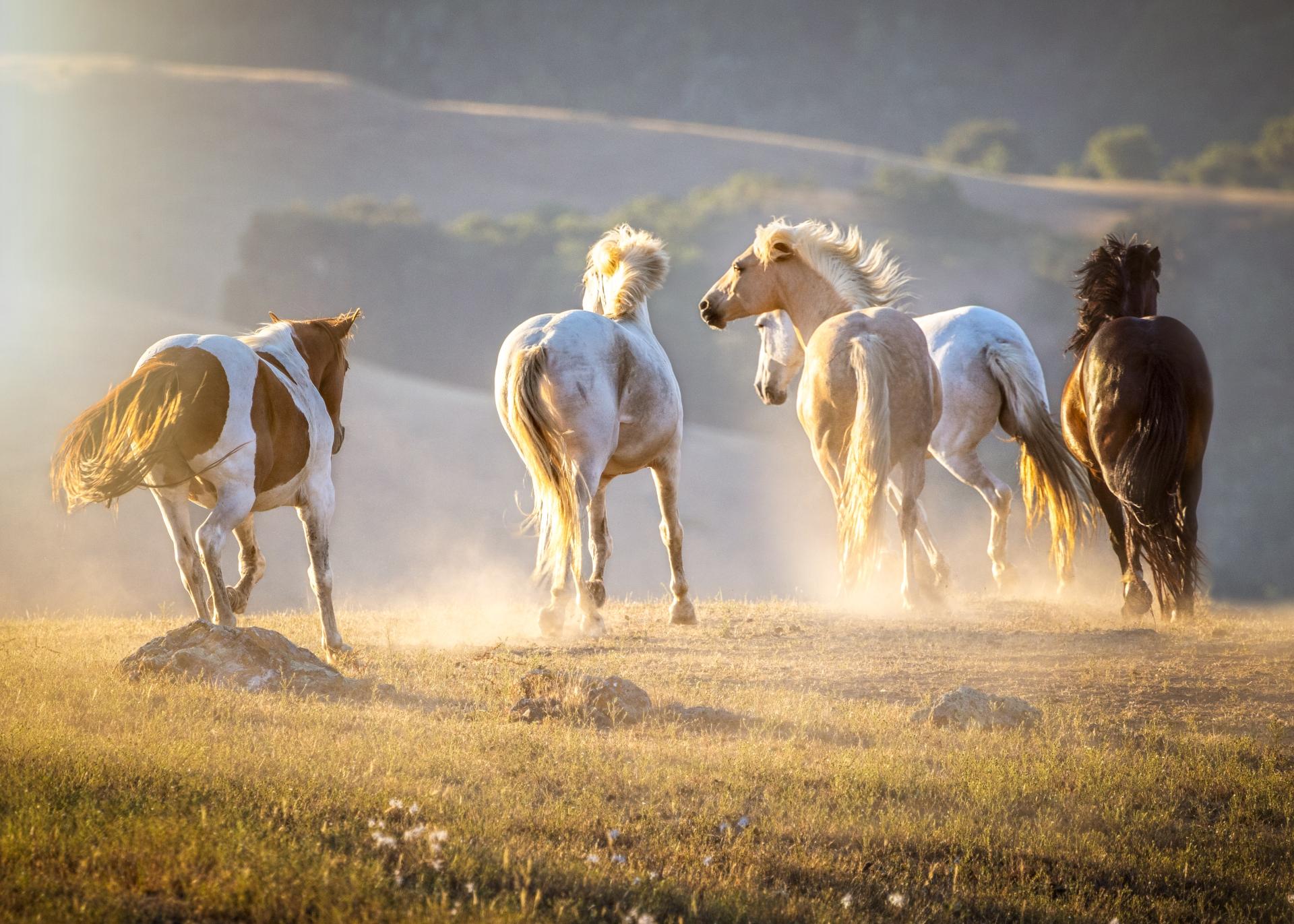 London Photography Awards Winner - Wild Spirit: Capturing the Majesty of Mustangs