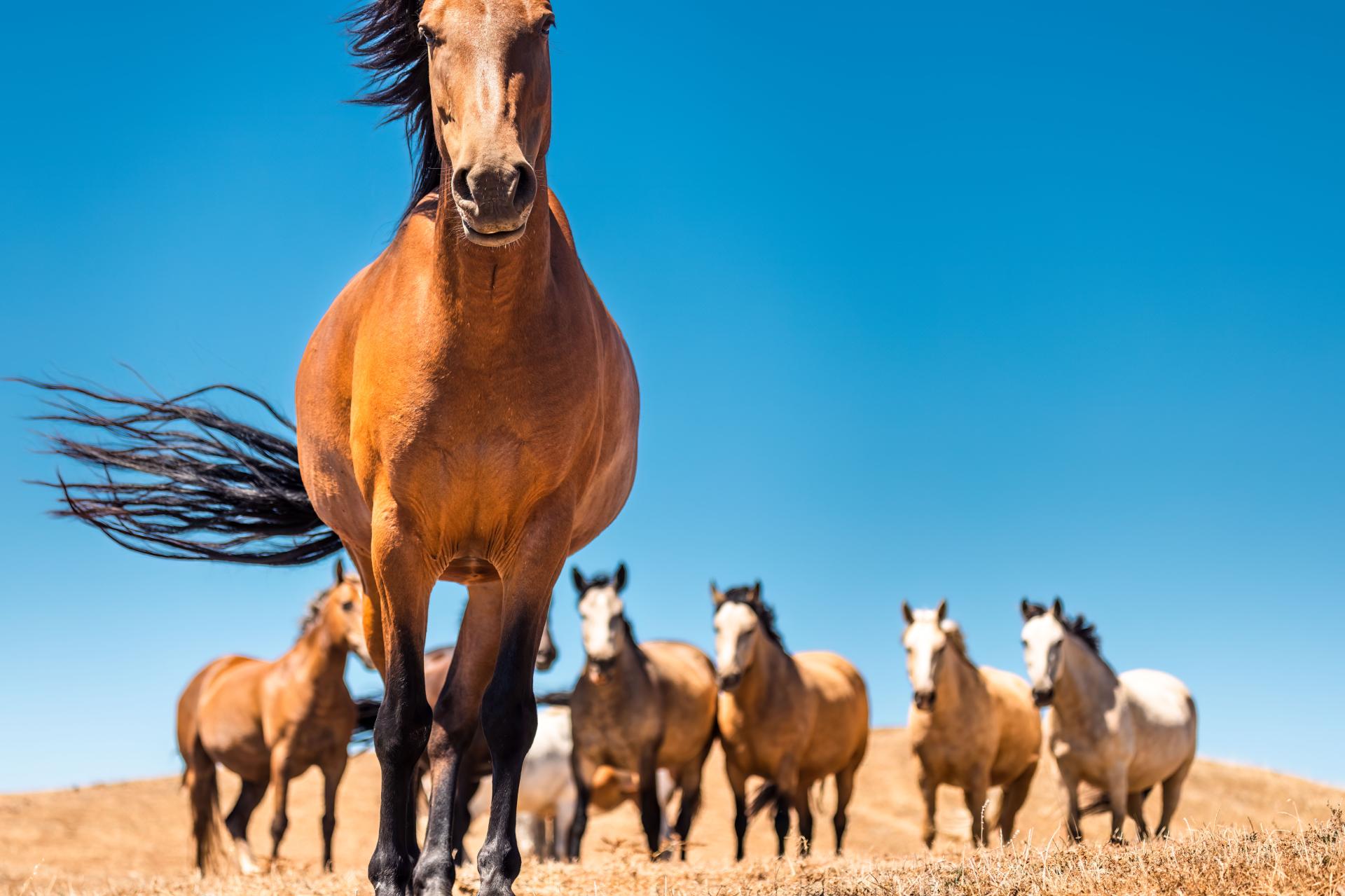 London Photography Awards Winner - Wild Spirit: Capturing the Majesty of Mustangs