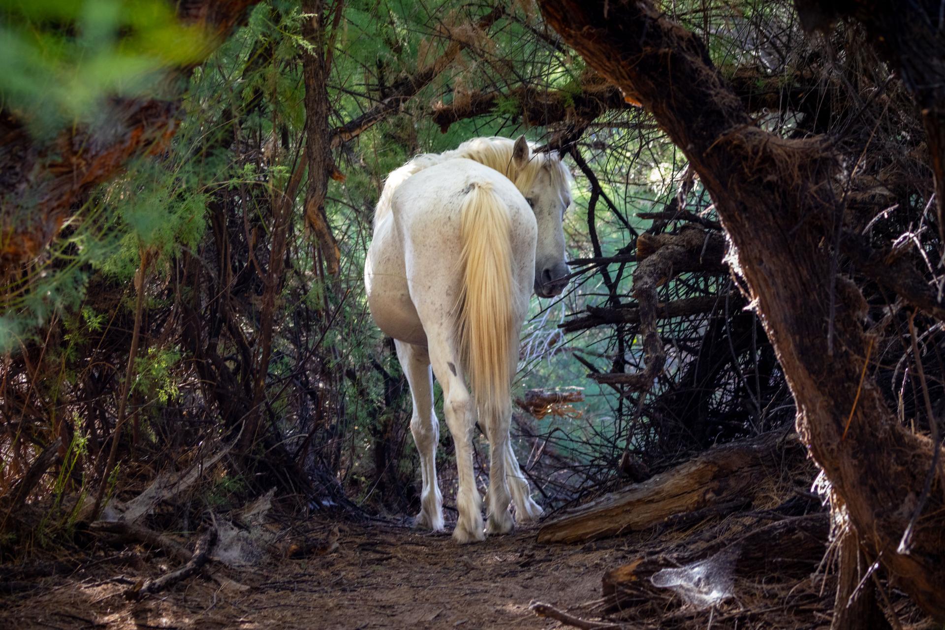 London Photography Awards Winner - Wild Spirit: Capturing the Majesty of Mustangs